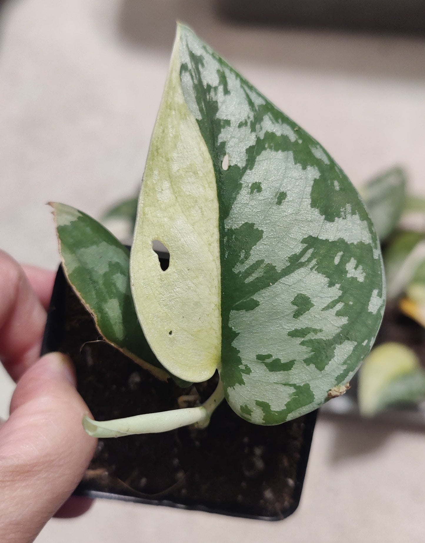 Scindapsus Maharlika Propagation