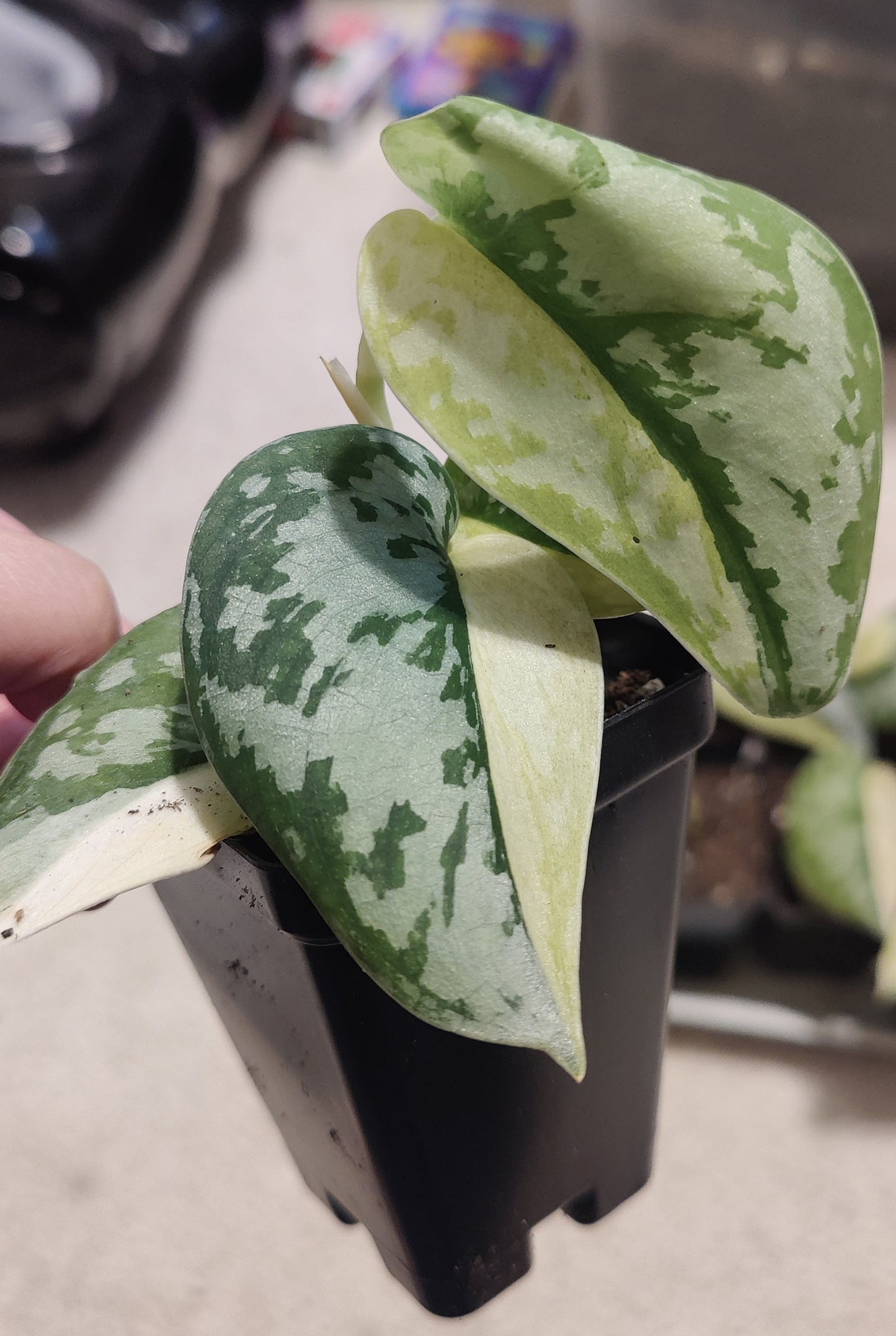 Scindapsus Maharlika Propagation