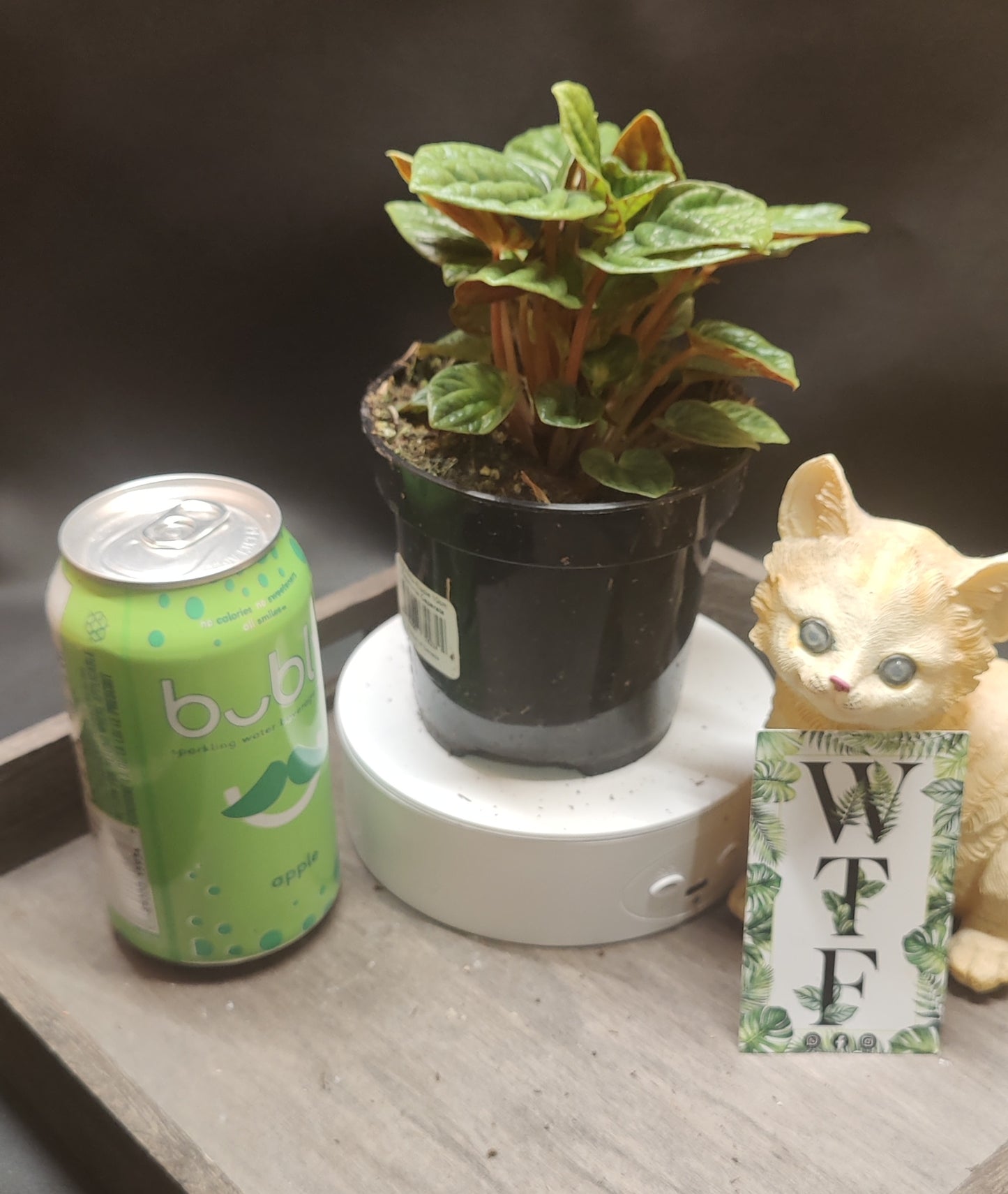 Peperomia Ripple Assorted Colours