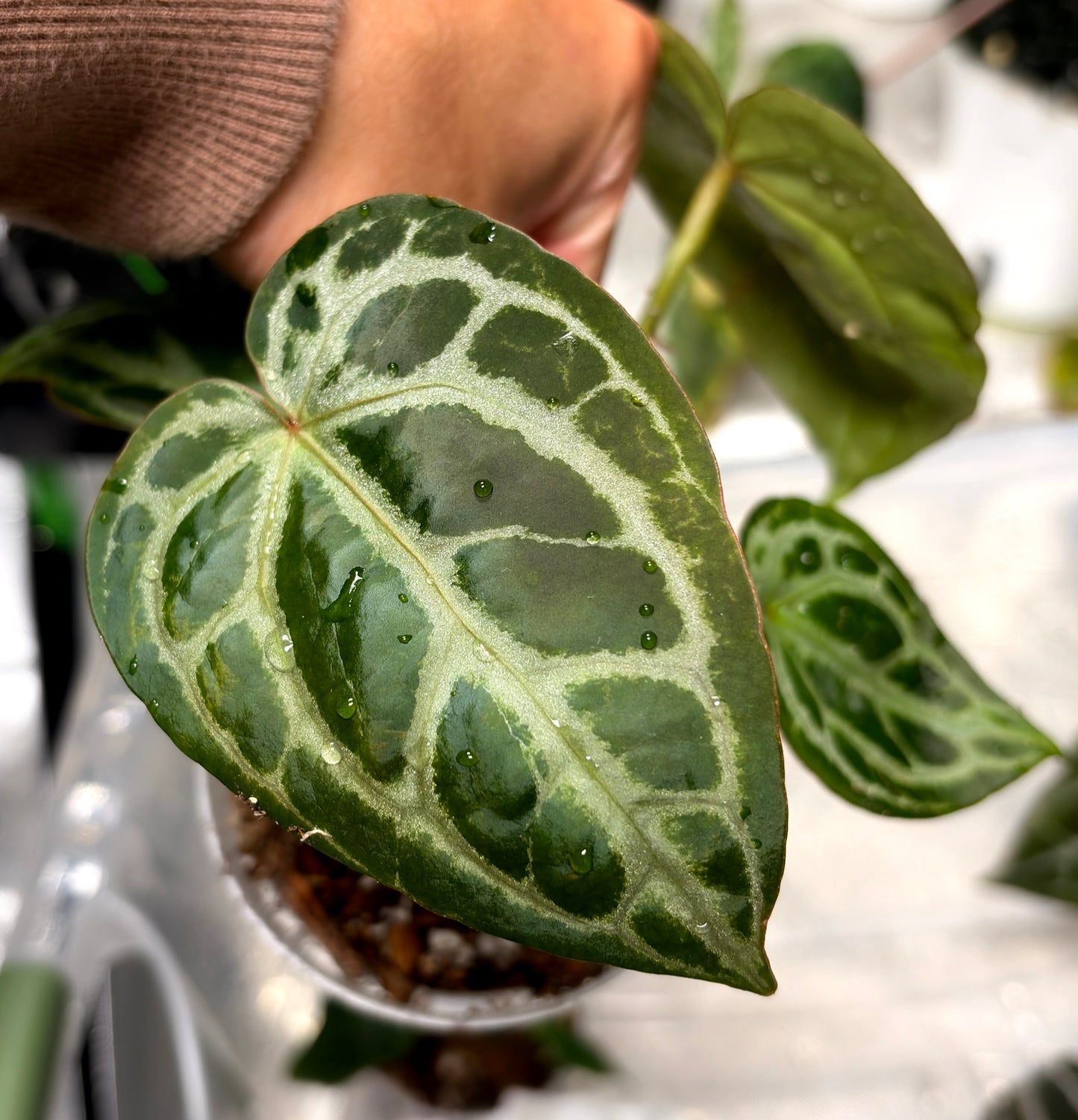 Plantie Pete's Rare Anthurium Collection