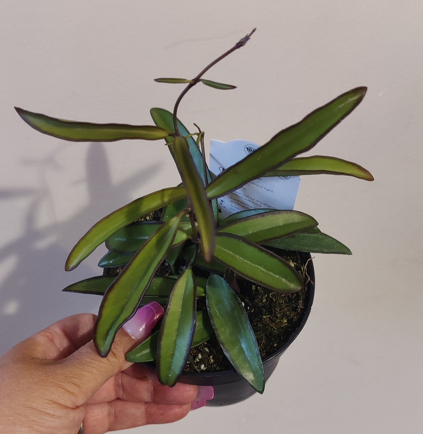 Hoya Wayettii