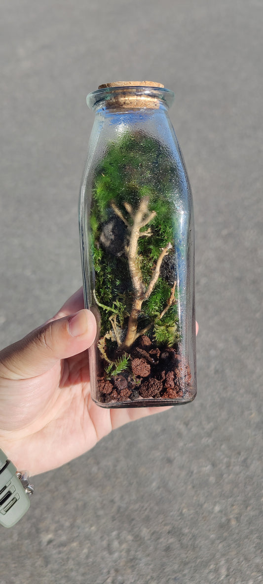 Small Terrarium