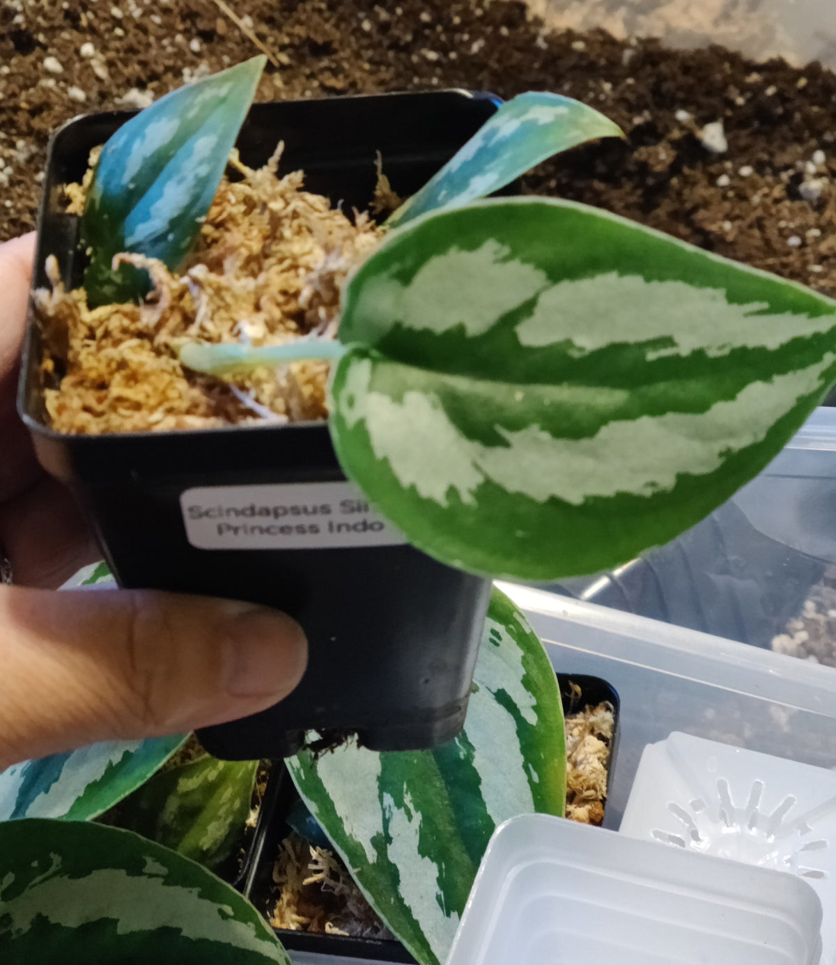 Scindpsus Silver Princess Indo
