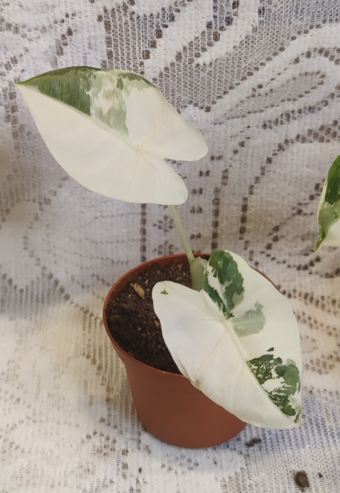 Alocasia Frydek Variegated