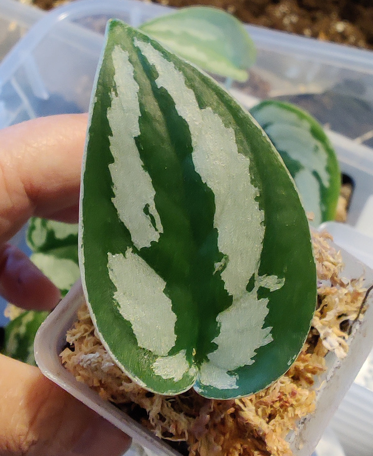 Scindpsus Silver Princess Indo