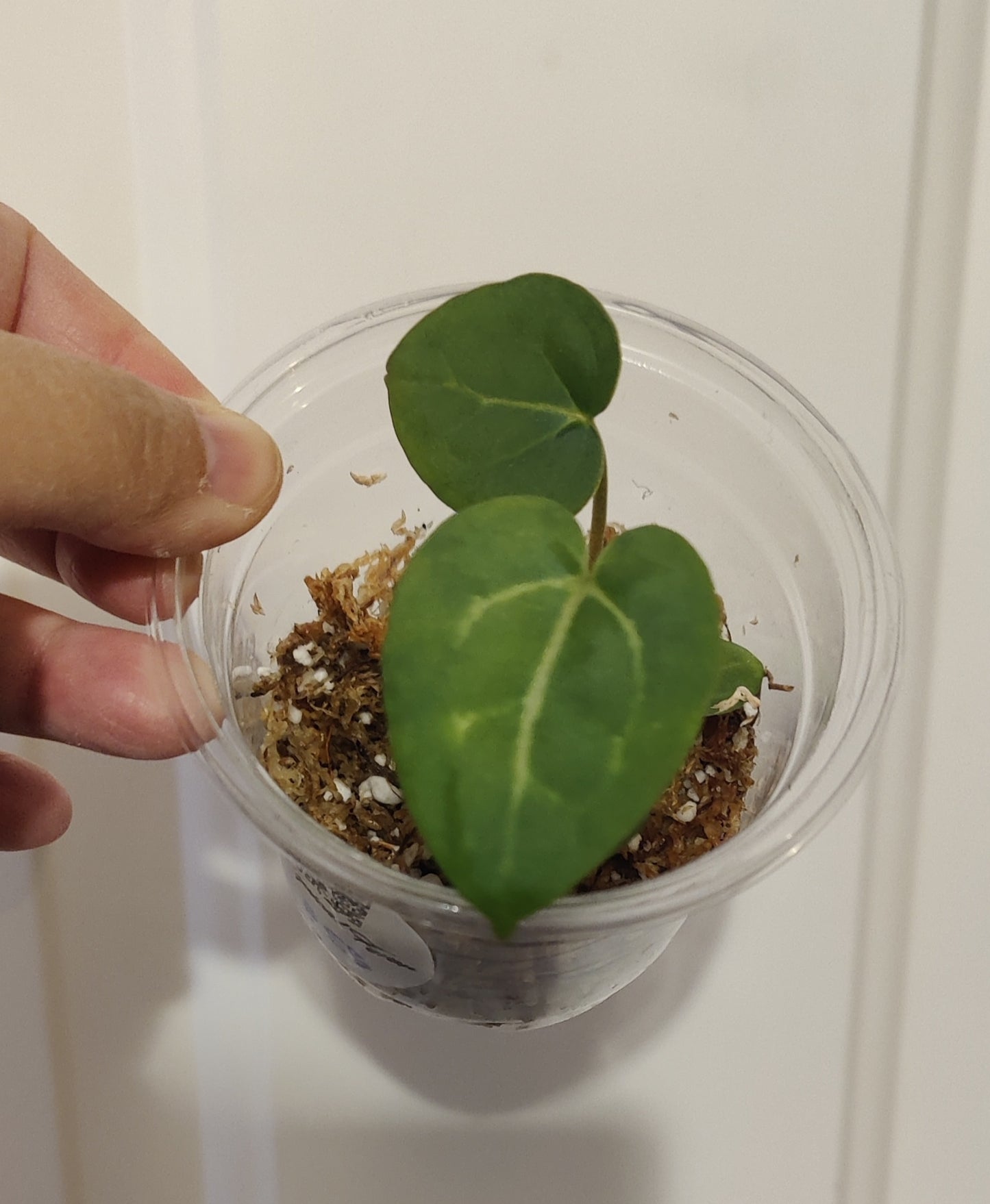 Rare Anthurium Dragon Fire