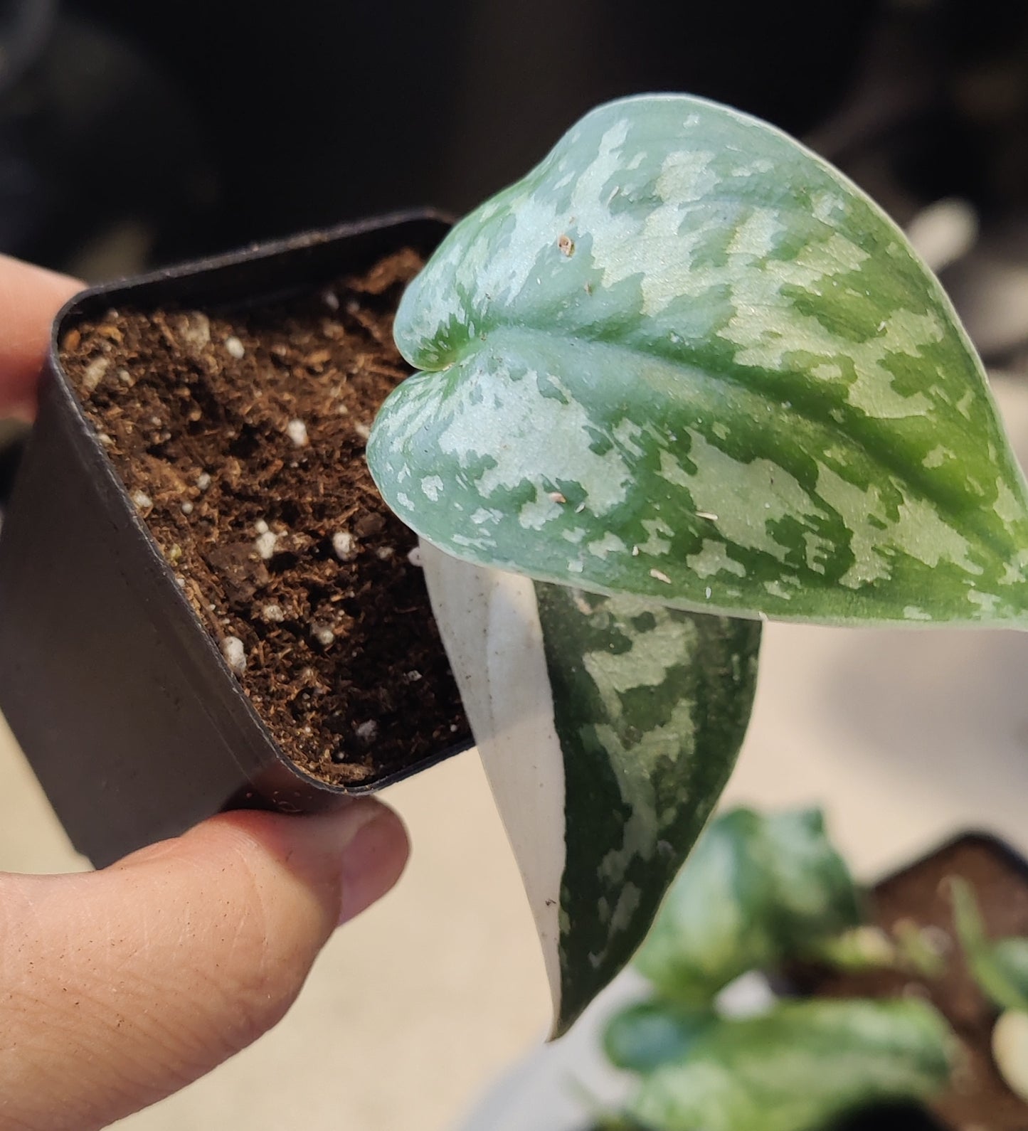 Scindapsus Mayari Propagations