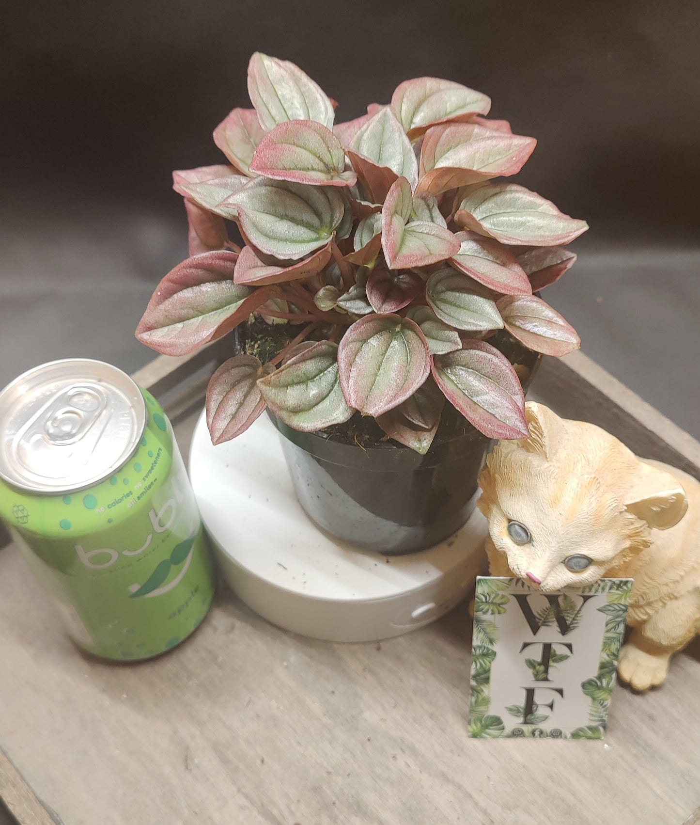 Peperomia Ripple Assorted Colours