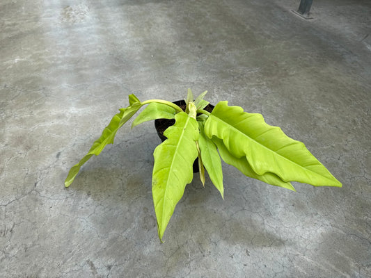 Philodendron Golden Crocodile