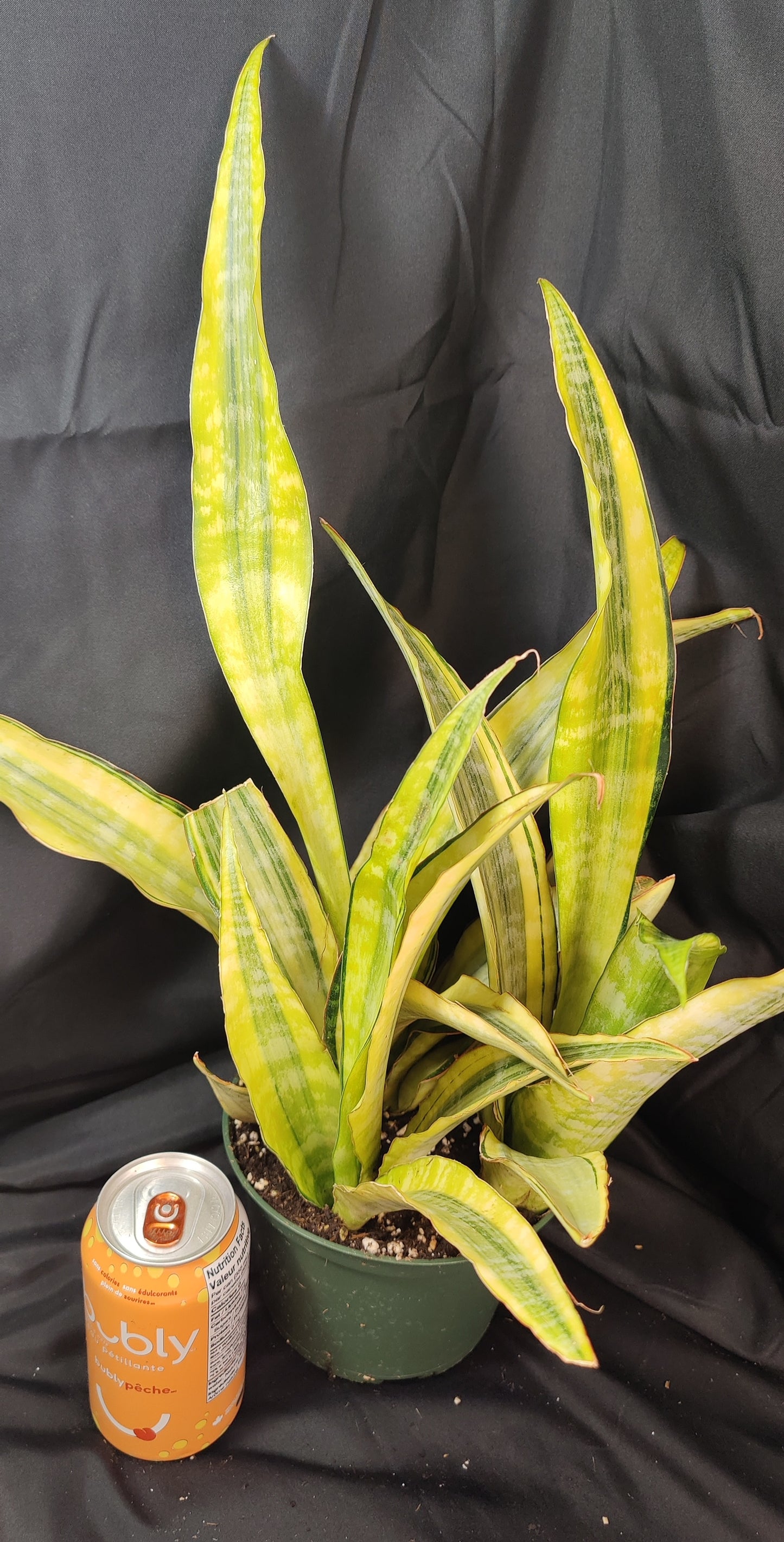 Snake Plant Lauren