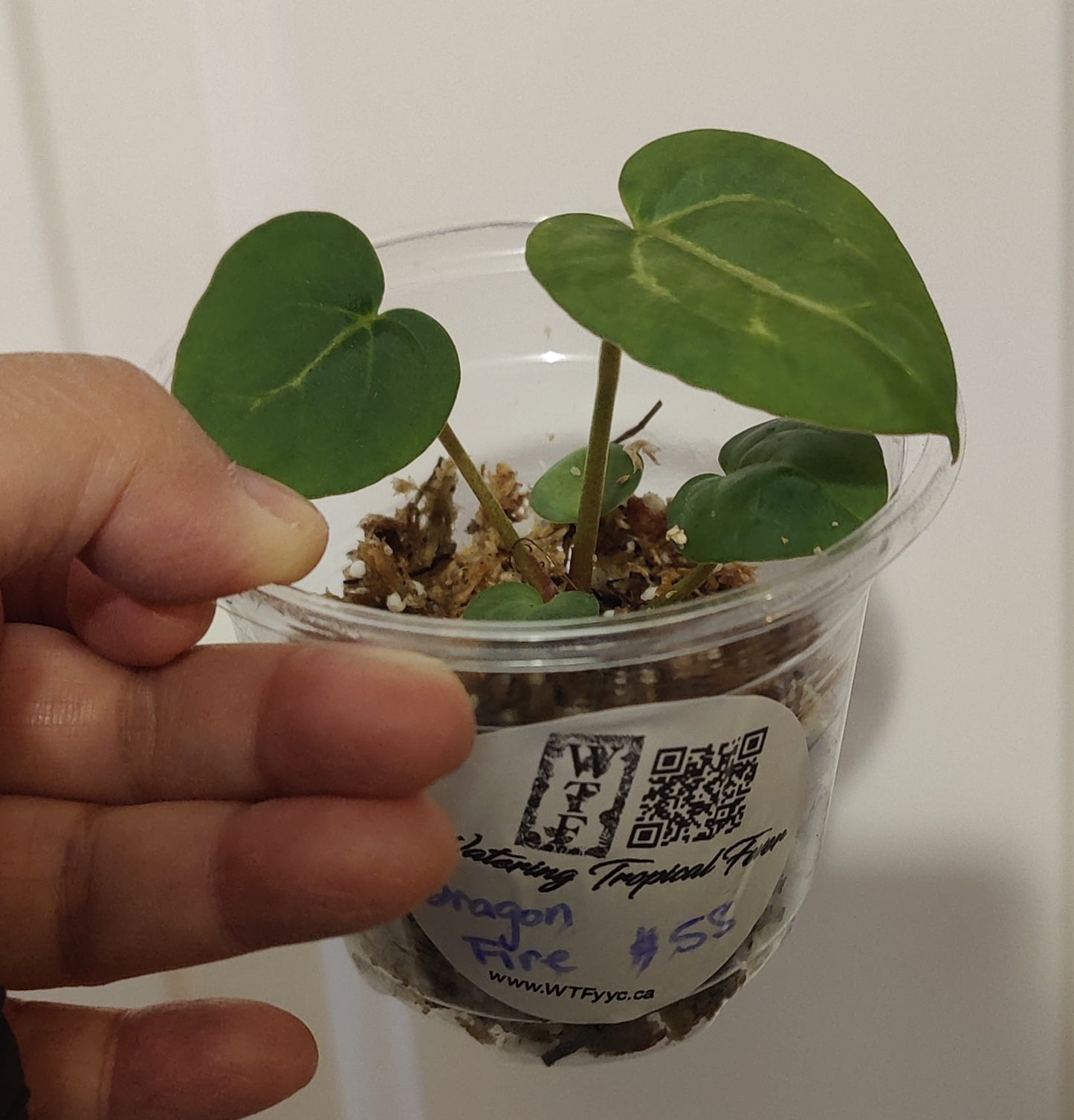 Rare Anthurium Dragon Fire