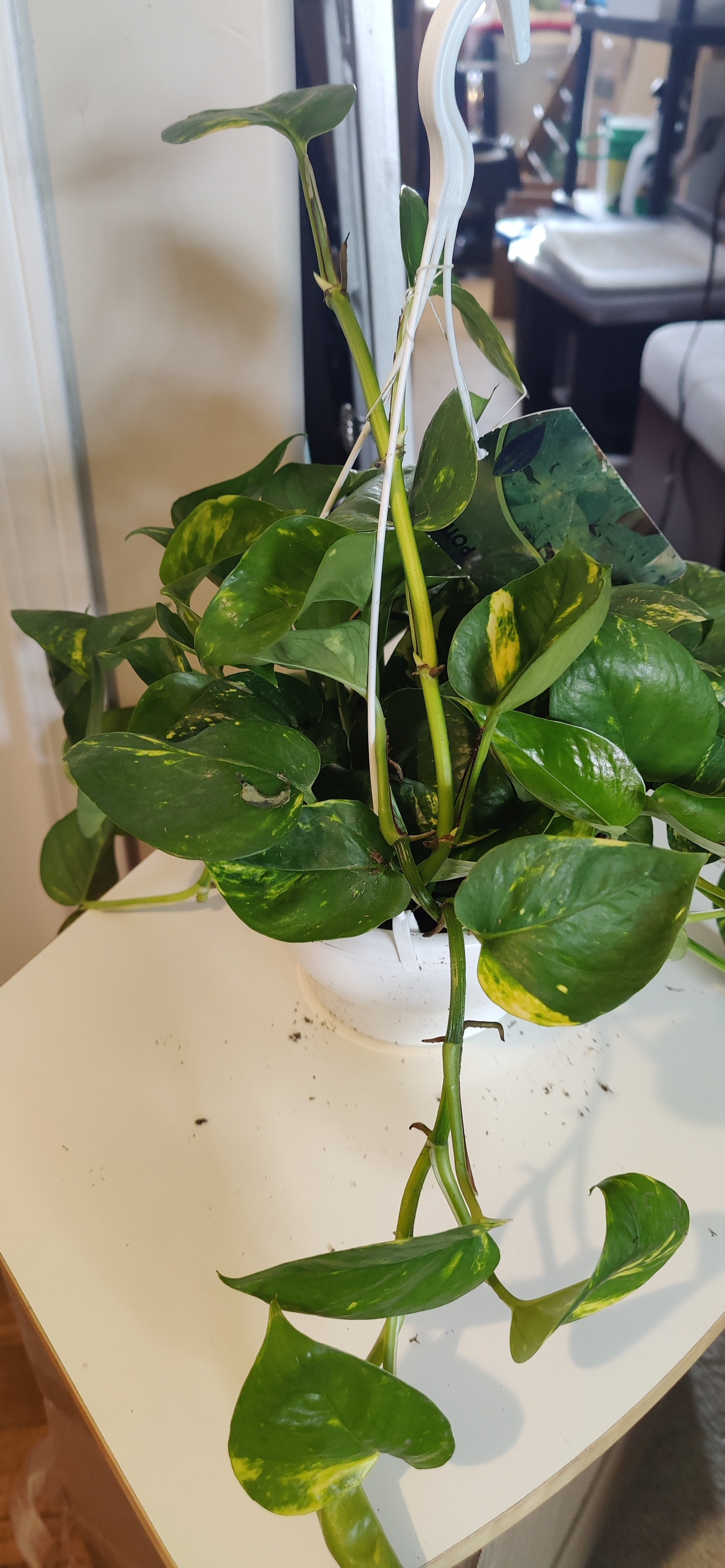 pothos 植物 Pothos Golden – Watering Tropical Fever
