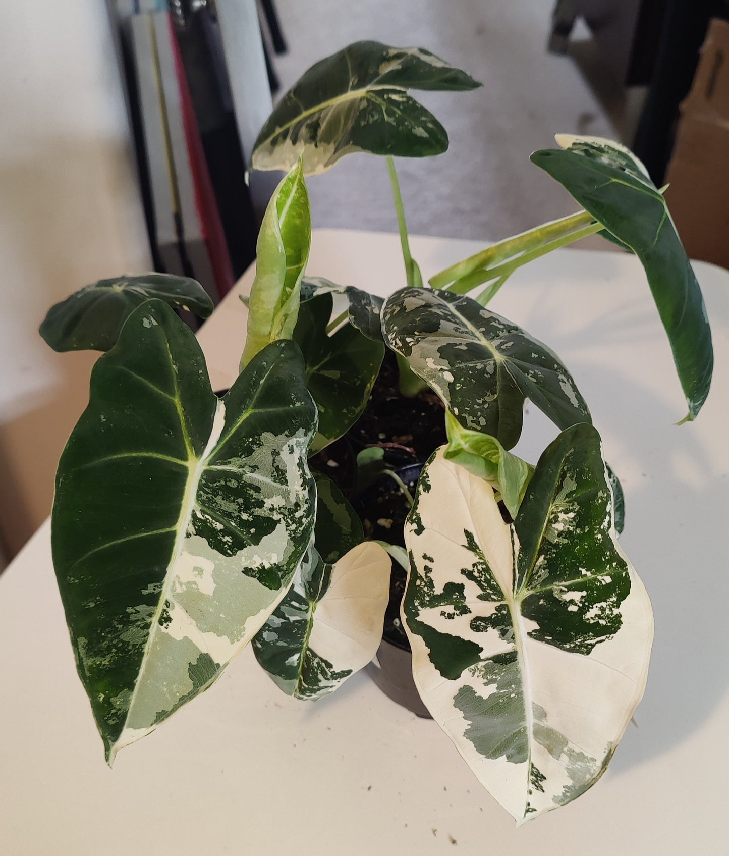 Alocasia Micholitziana Variegated