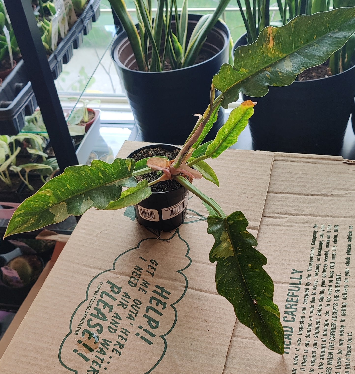 Philodendron Ring of Fire Variegated