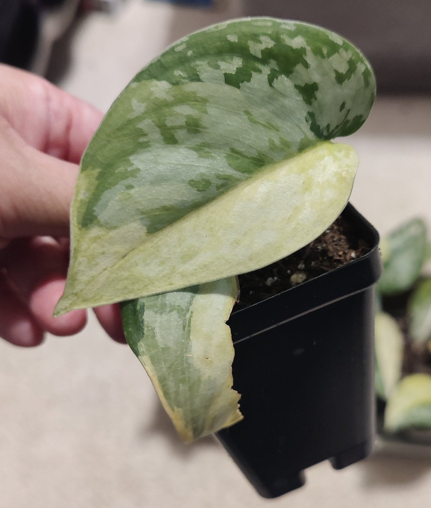 Scindapsus Maharlika Propagation