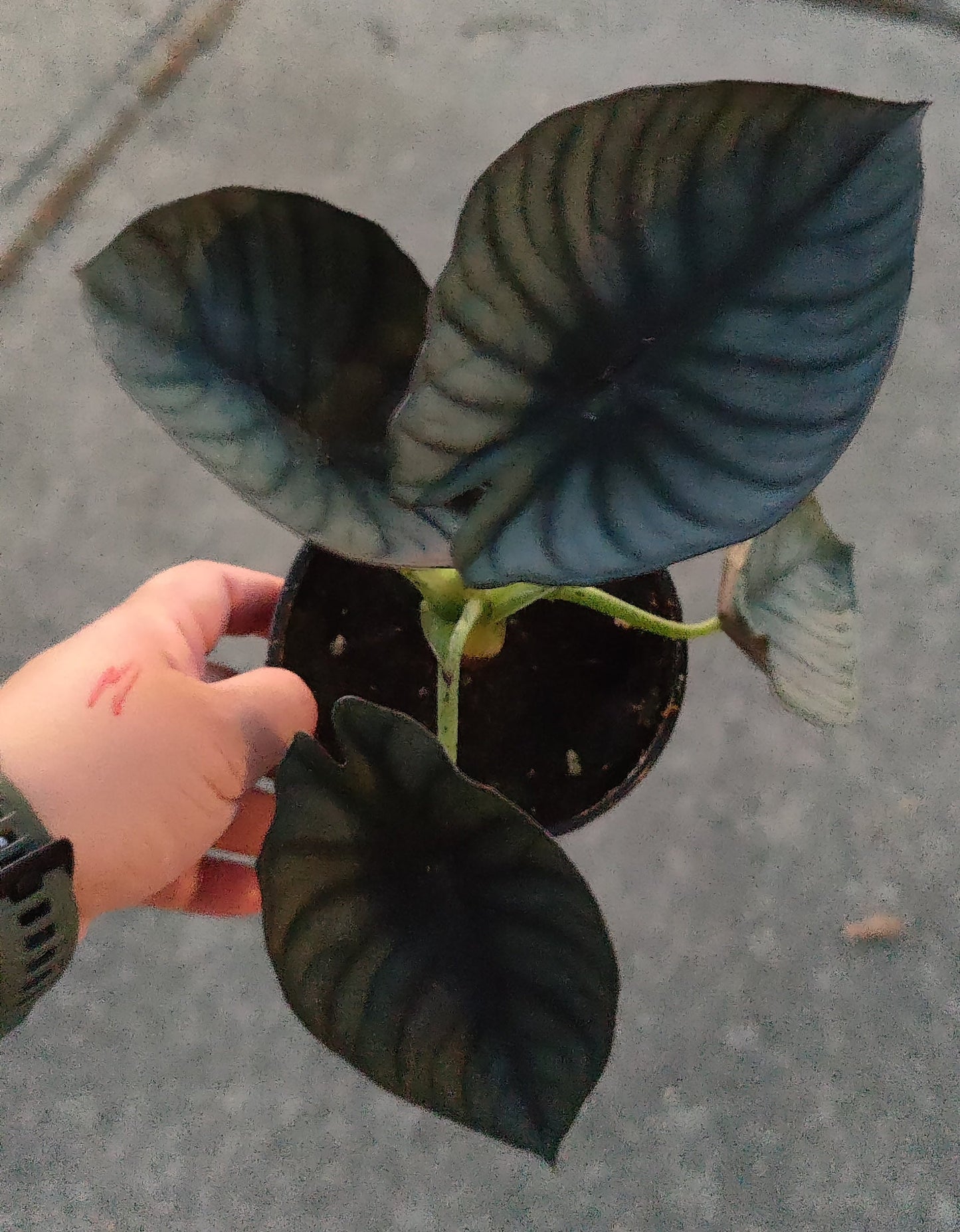 Alocasia Nebula Imperialis