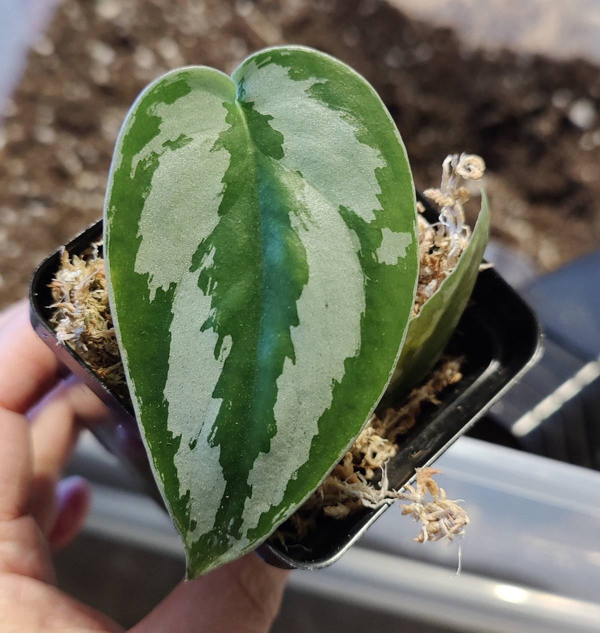 Scindpsus Silver Princess Indo