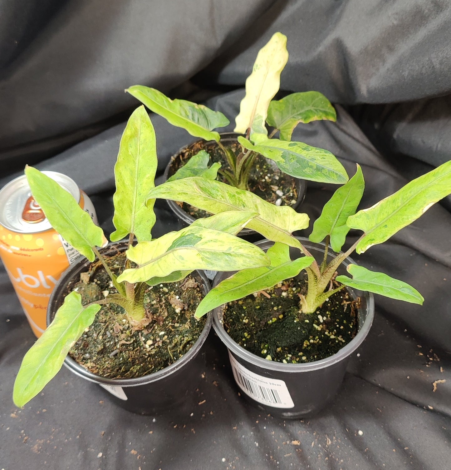 Alocasia Lauterbachiana Variegated