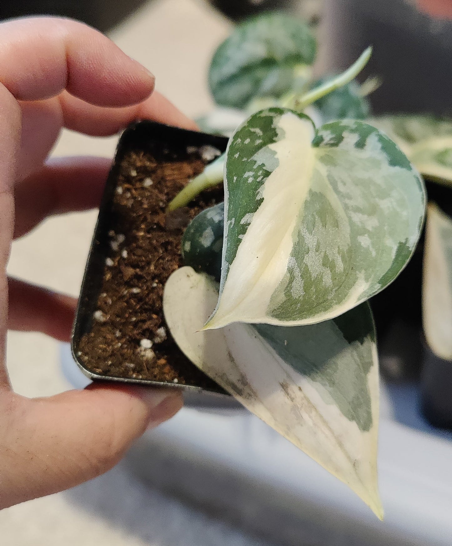 Scindapsus Mayari Propagations