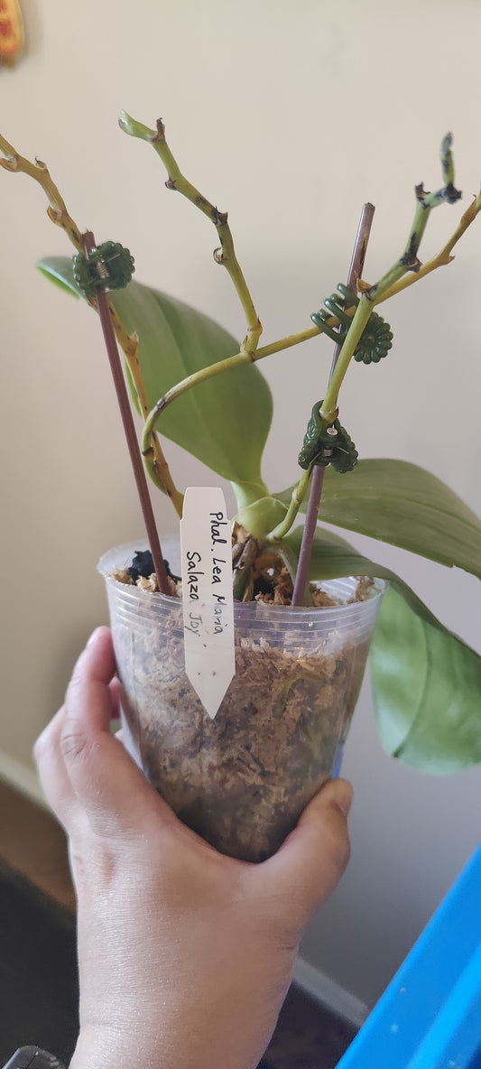 Phal Lea Maria Salazo Joy