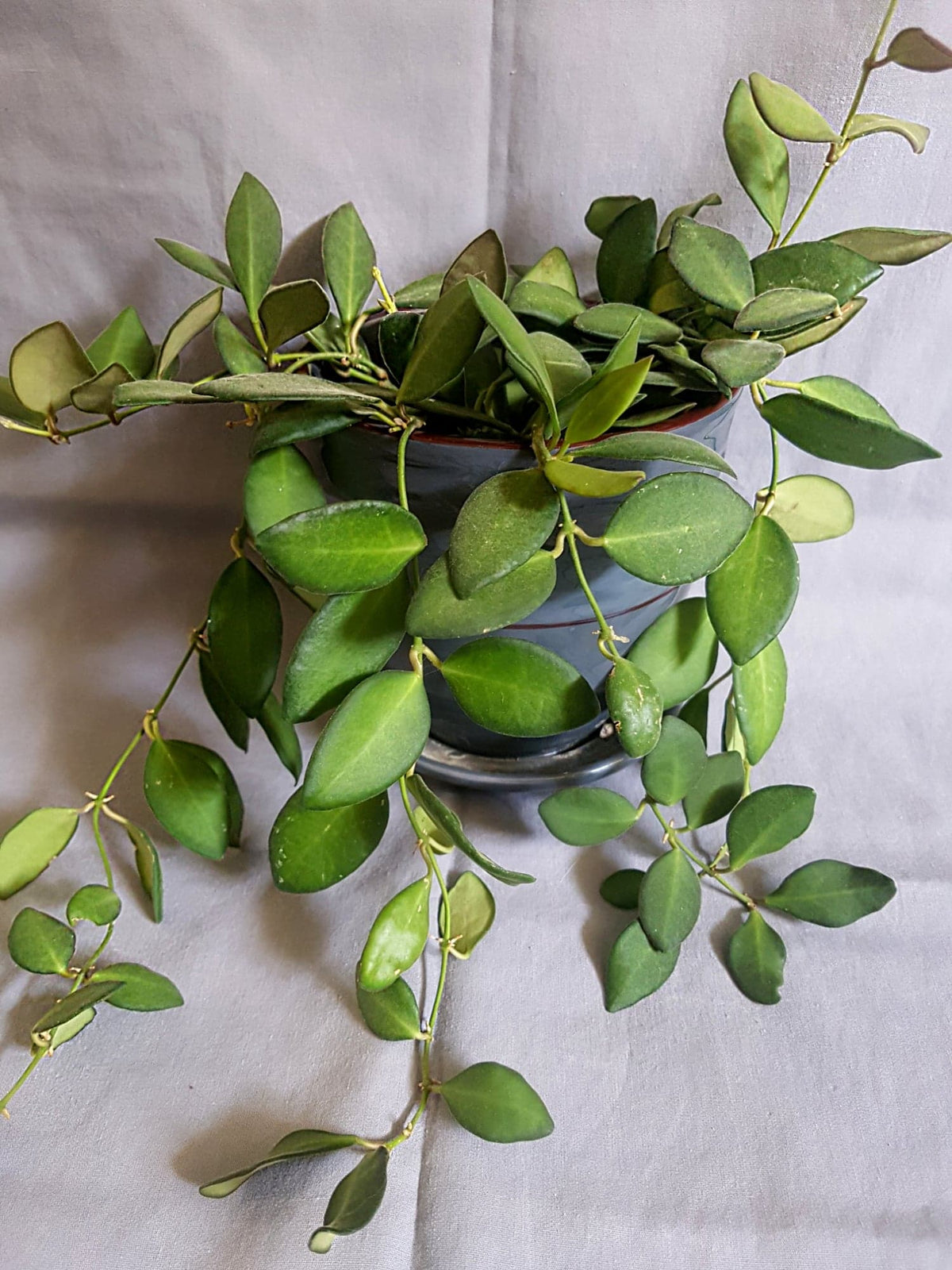 Hoya Bilobata aka Panchoi