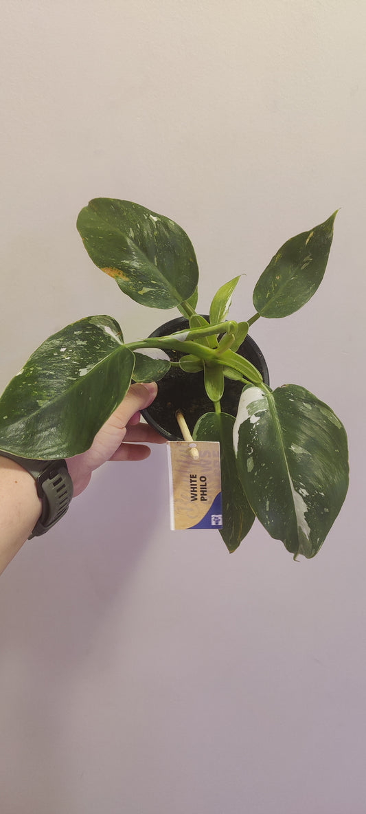 Philodendron White