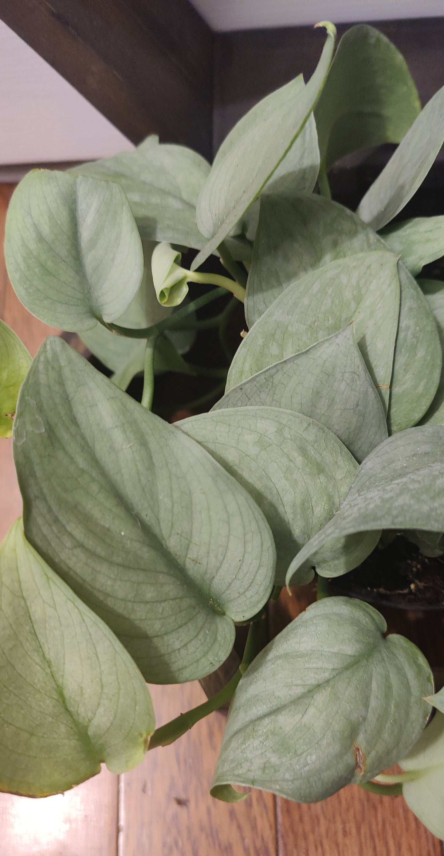 Scindapsus Java Platinum