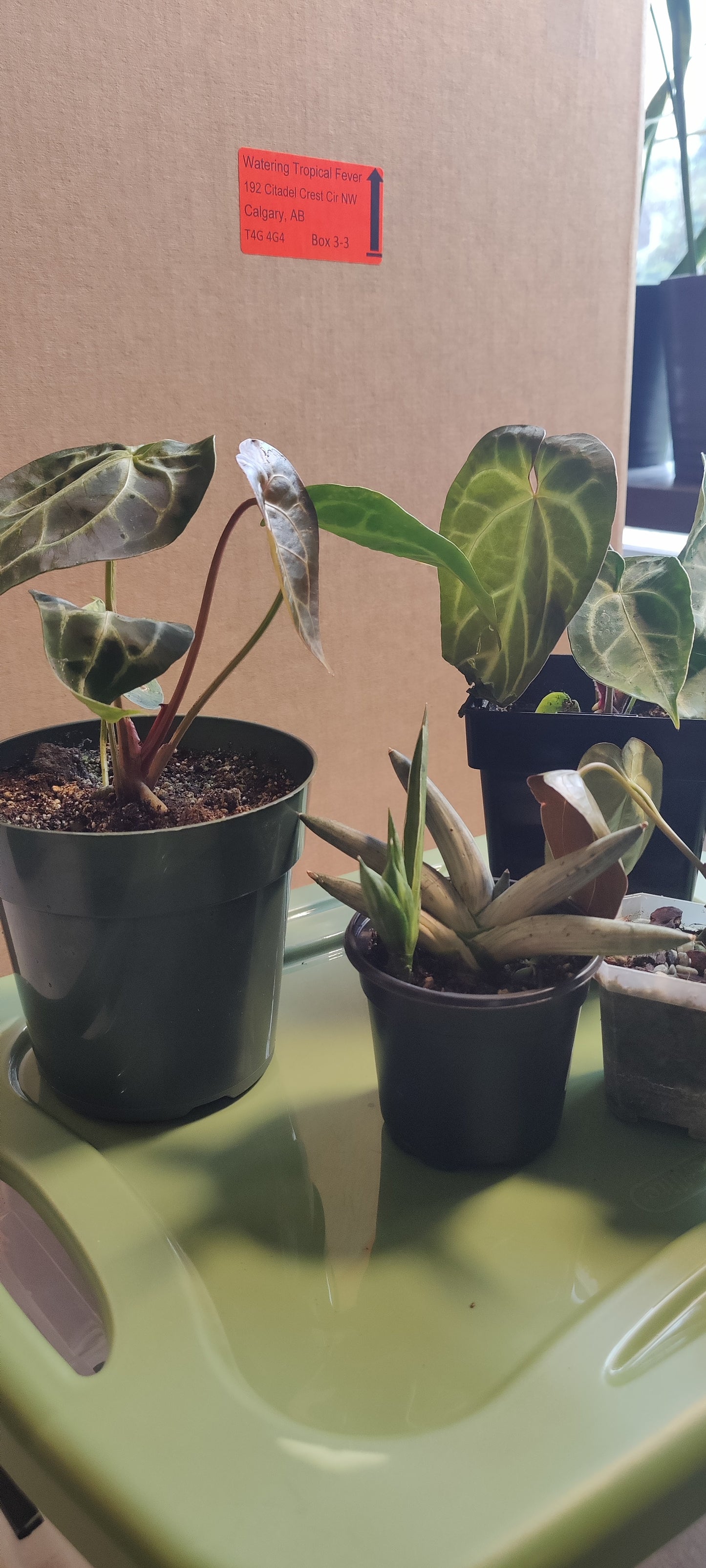 Anthurium Magnificum Silver Large