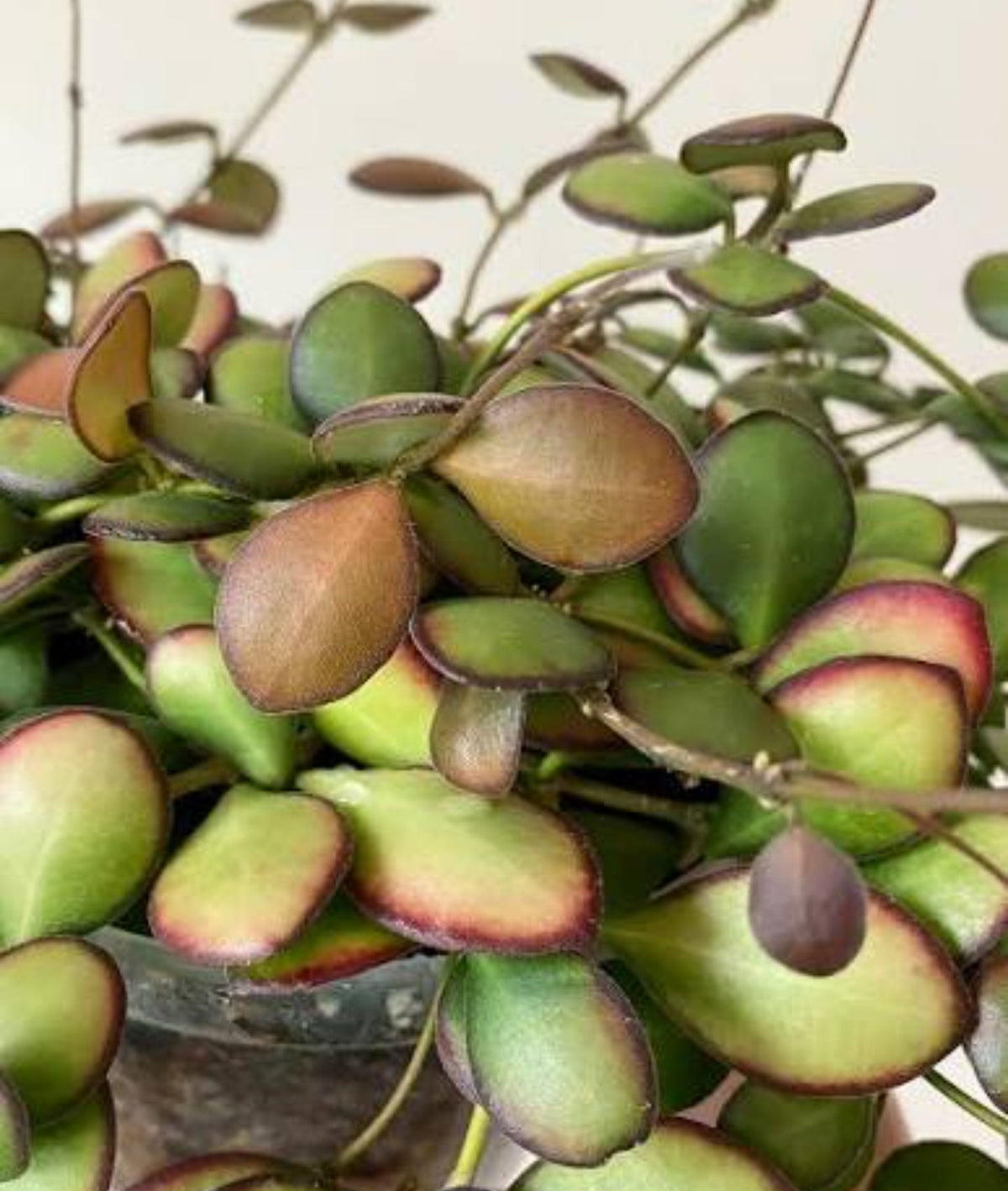 Hoya Bilobata aka Panchoi