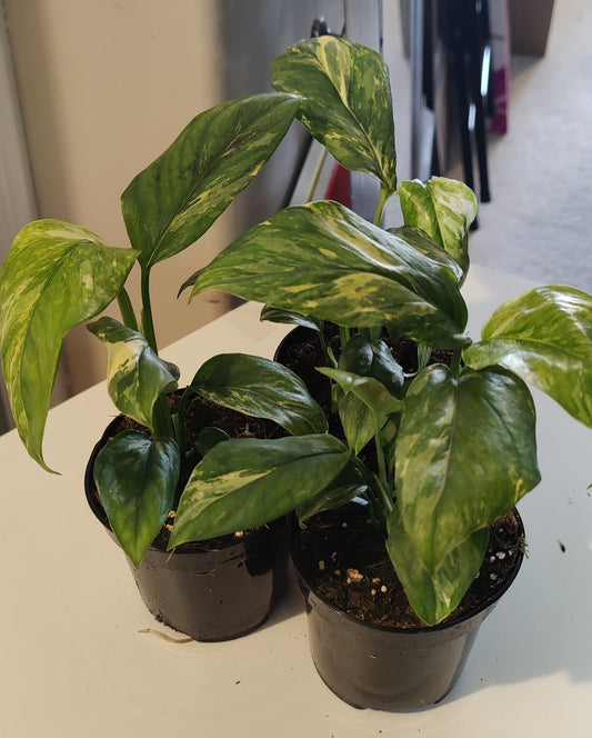 Monstera Lechleriana Variegated
