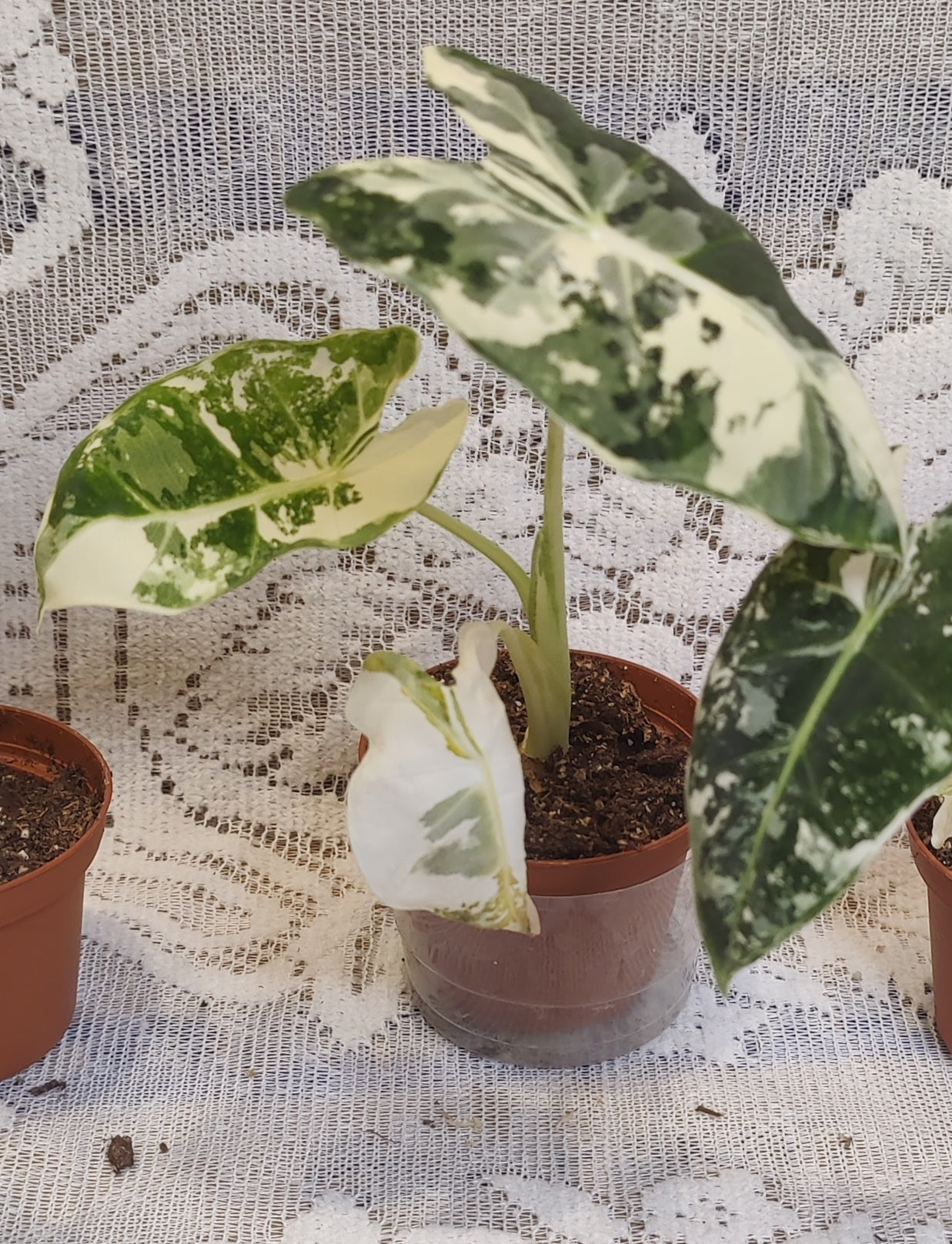Alocasia Frydek Variegated