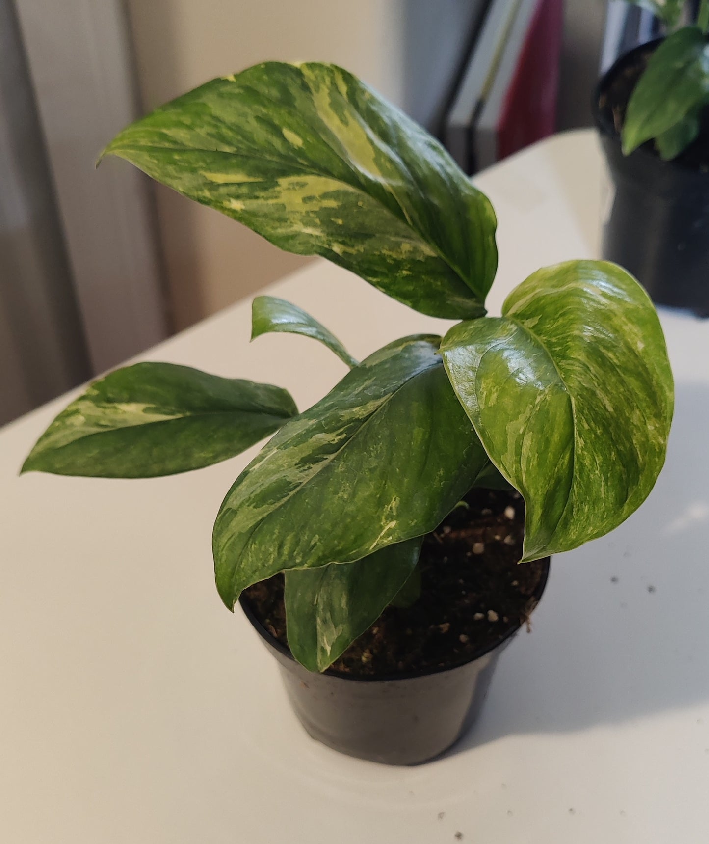 Monstera Lechleriana Variegated
