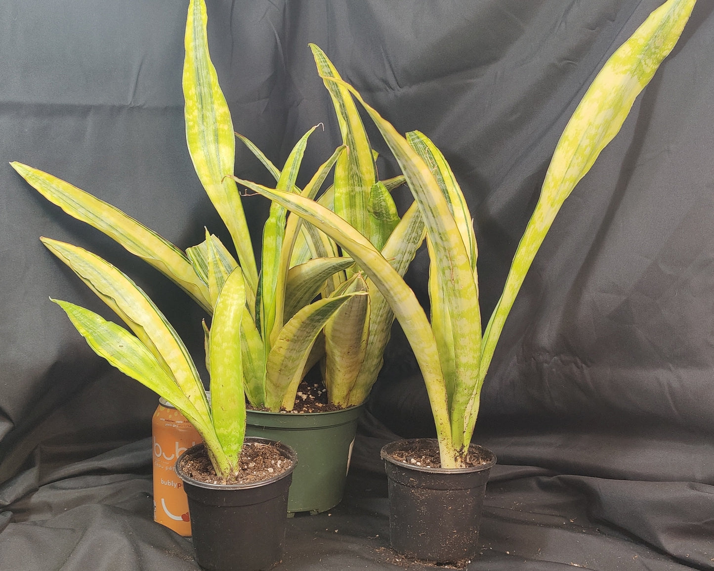 Snake Plant Lauren