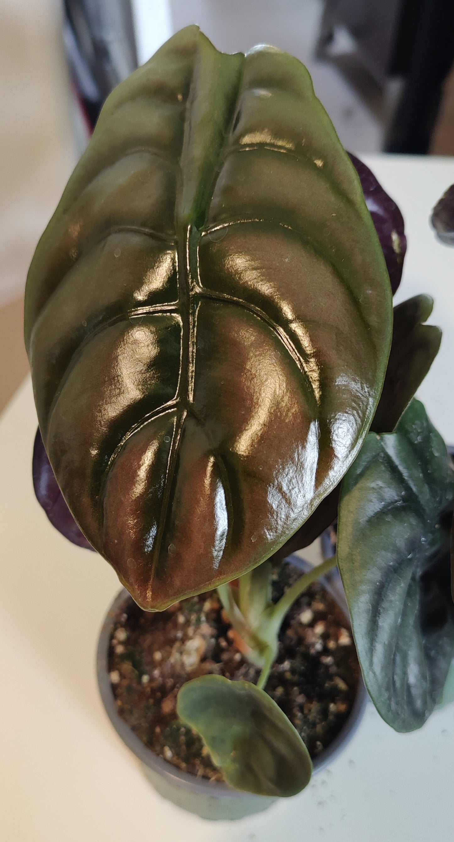 Alocasia Red Secret