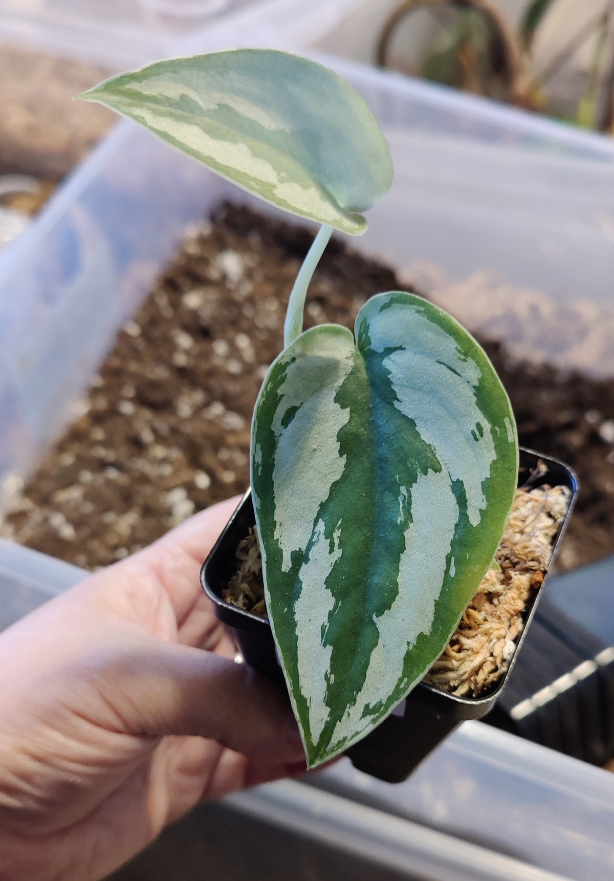 Scindpsus Silver Princess Indo