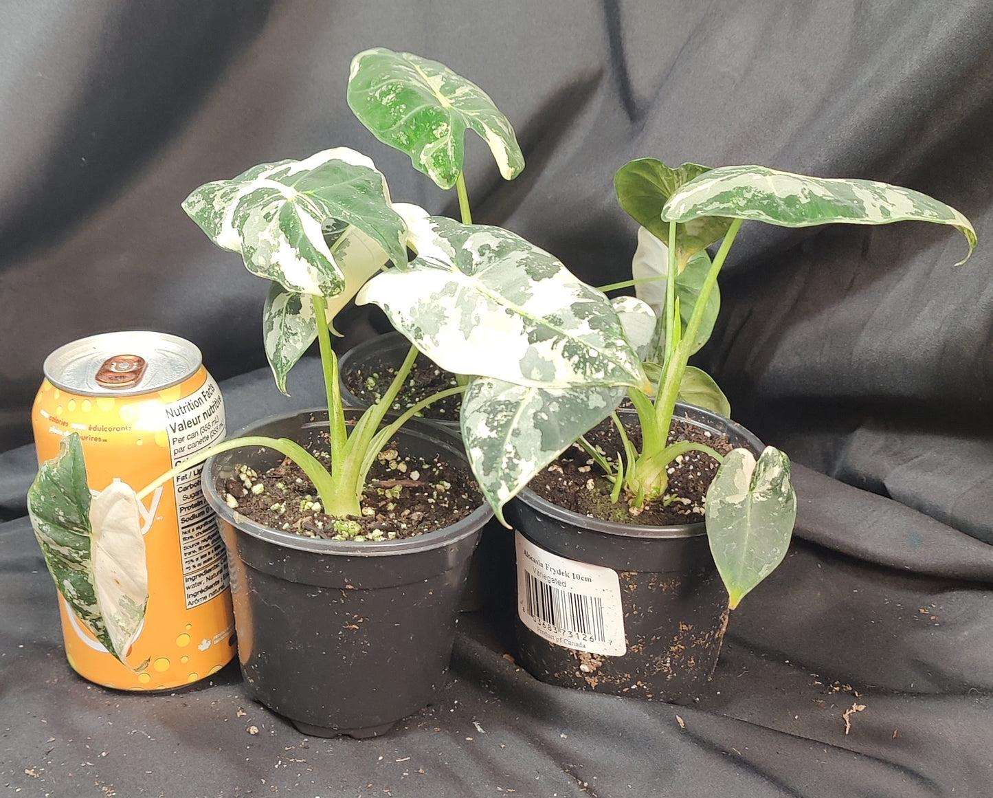 Alocasia Frydek Variegated