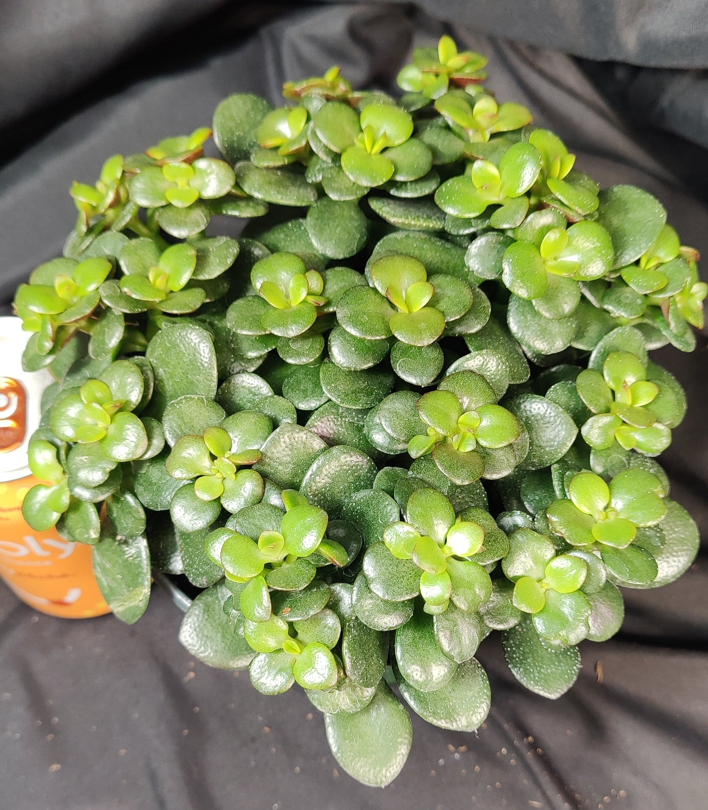 Jade Plant Assorted