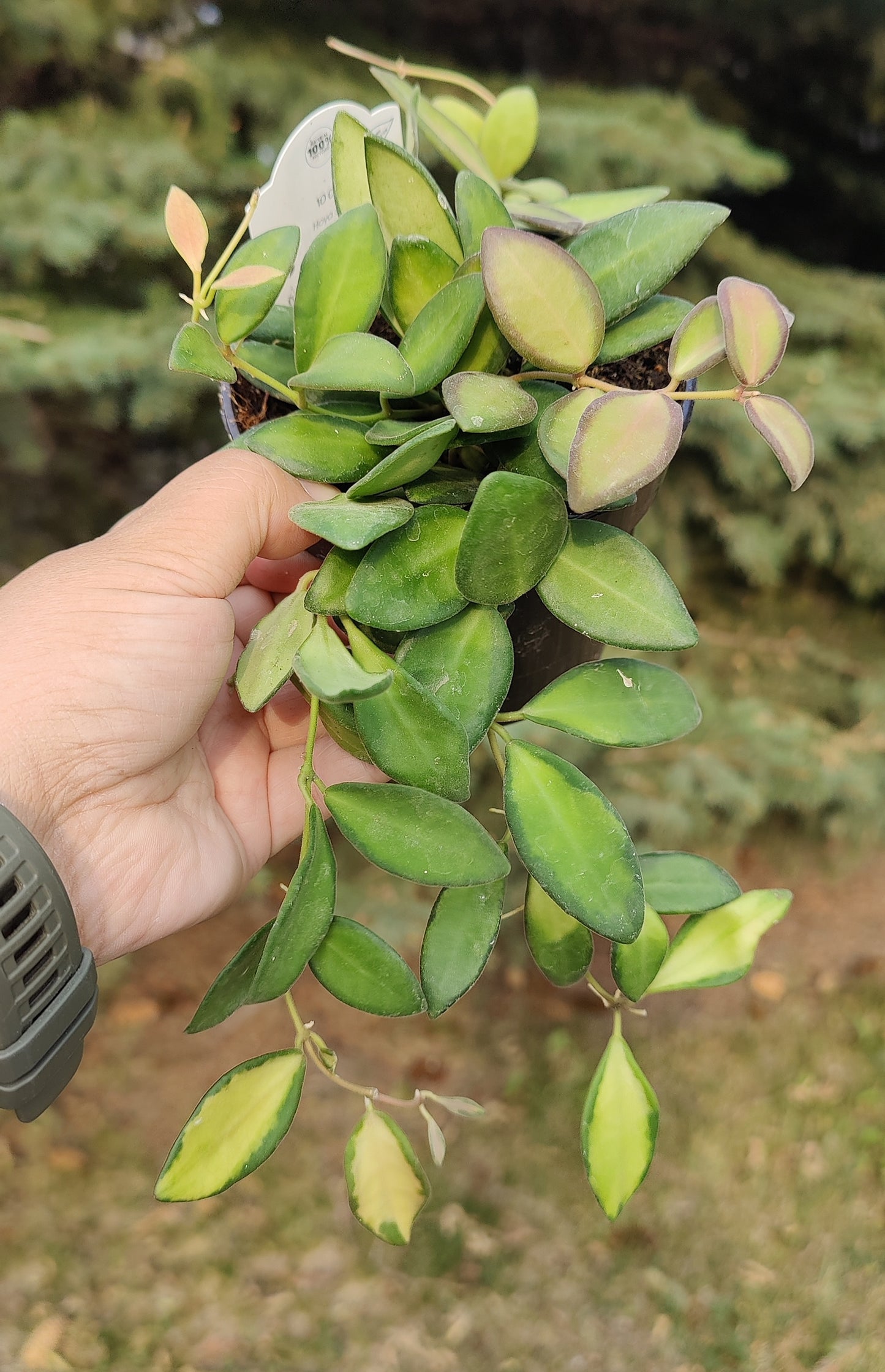 Hoya Burtoniea