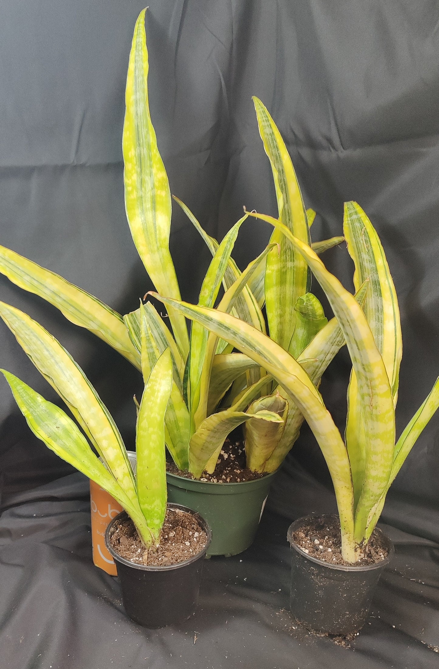 Snake Plant Lauren