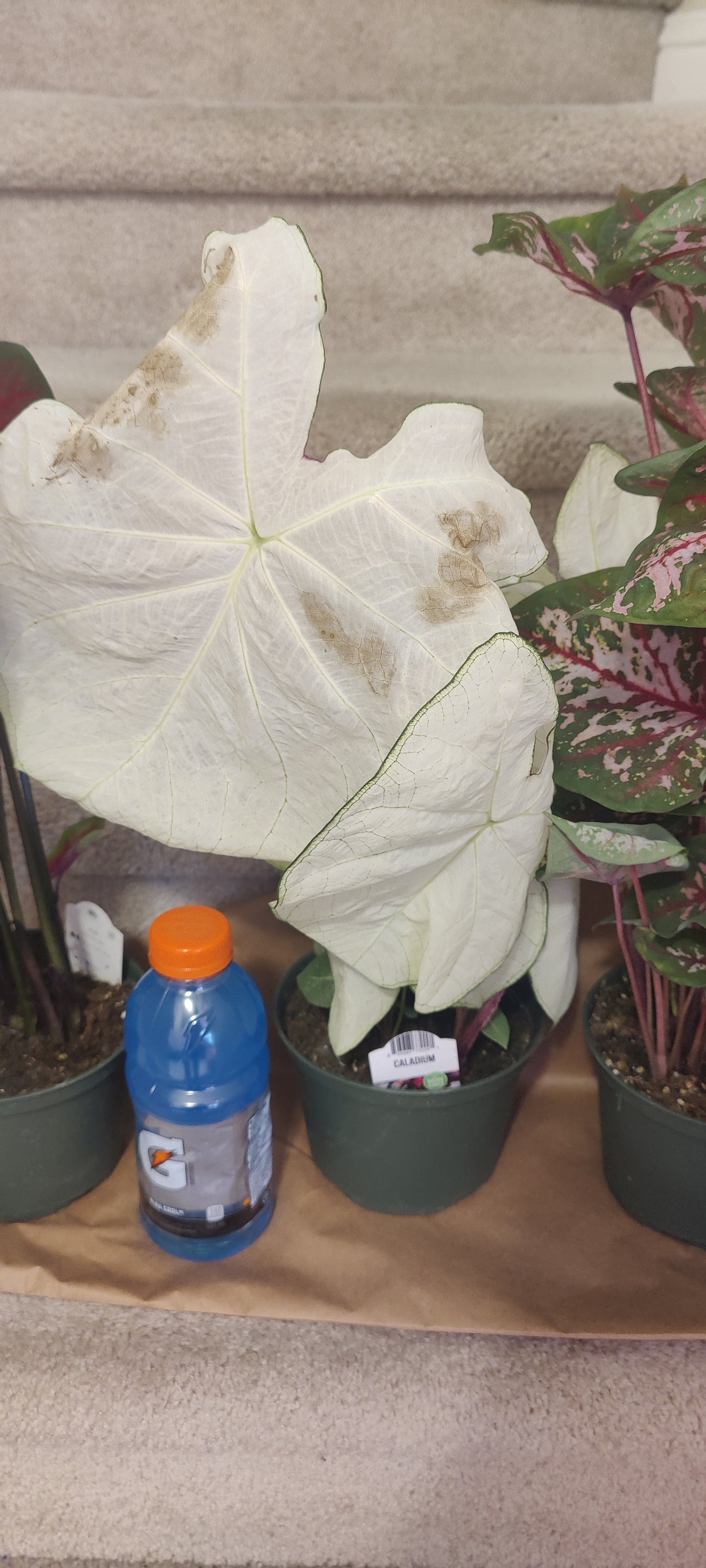 Caladium 6" Pot