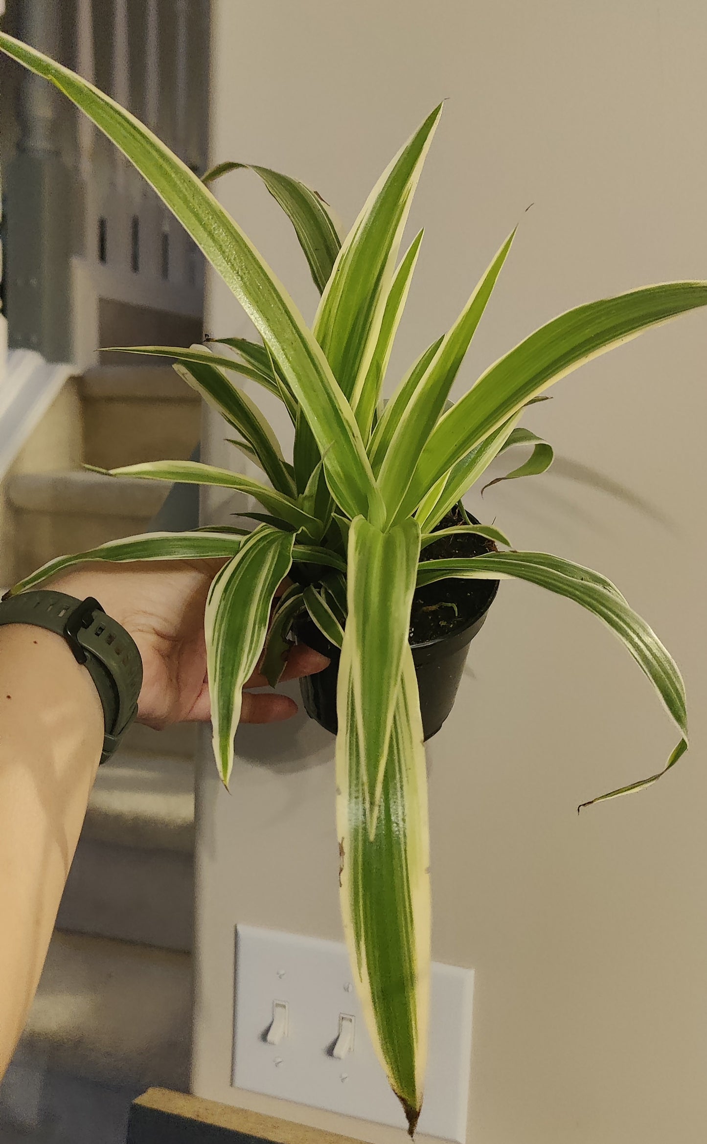 Spider Plant