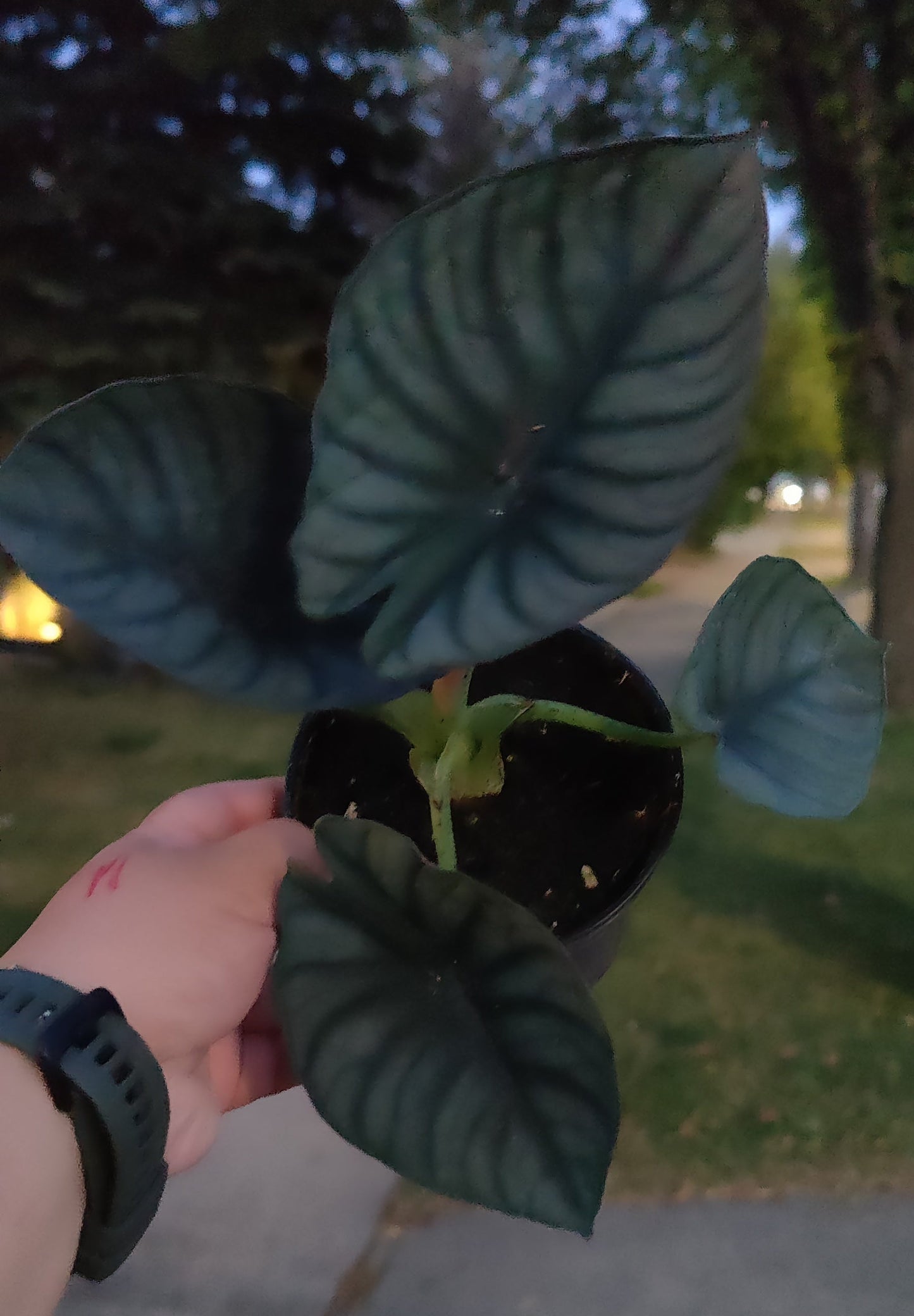 Alocasia Nebula Imperialis