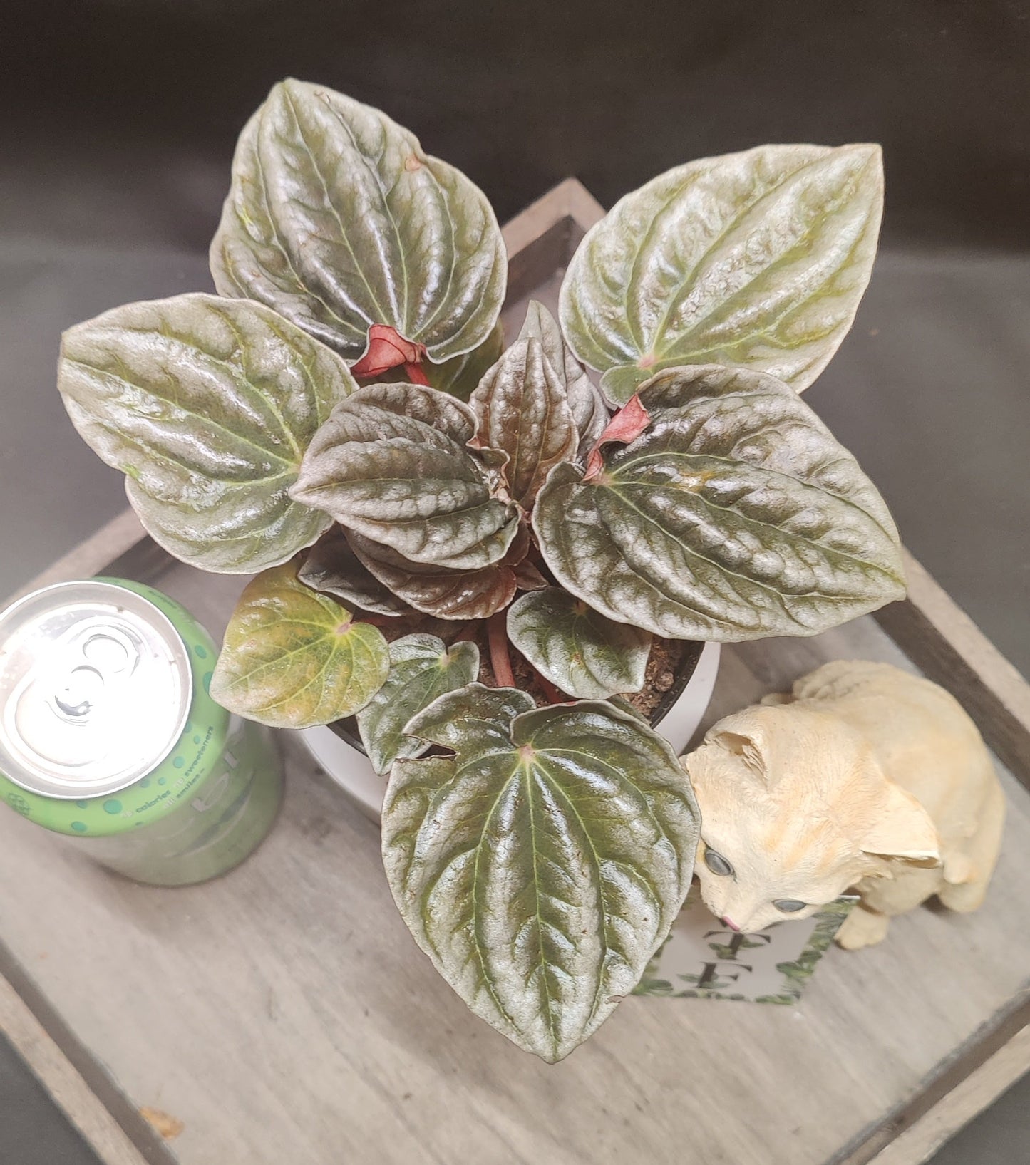 Peperomia Ripple Assorted Colours