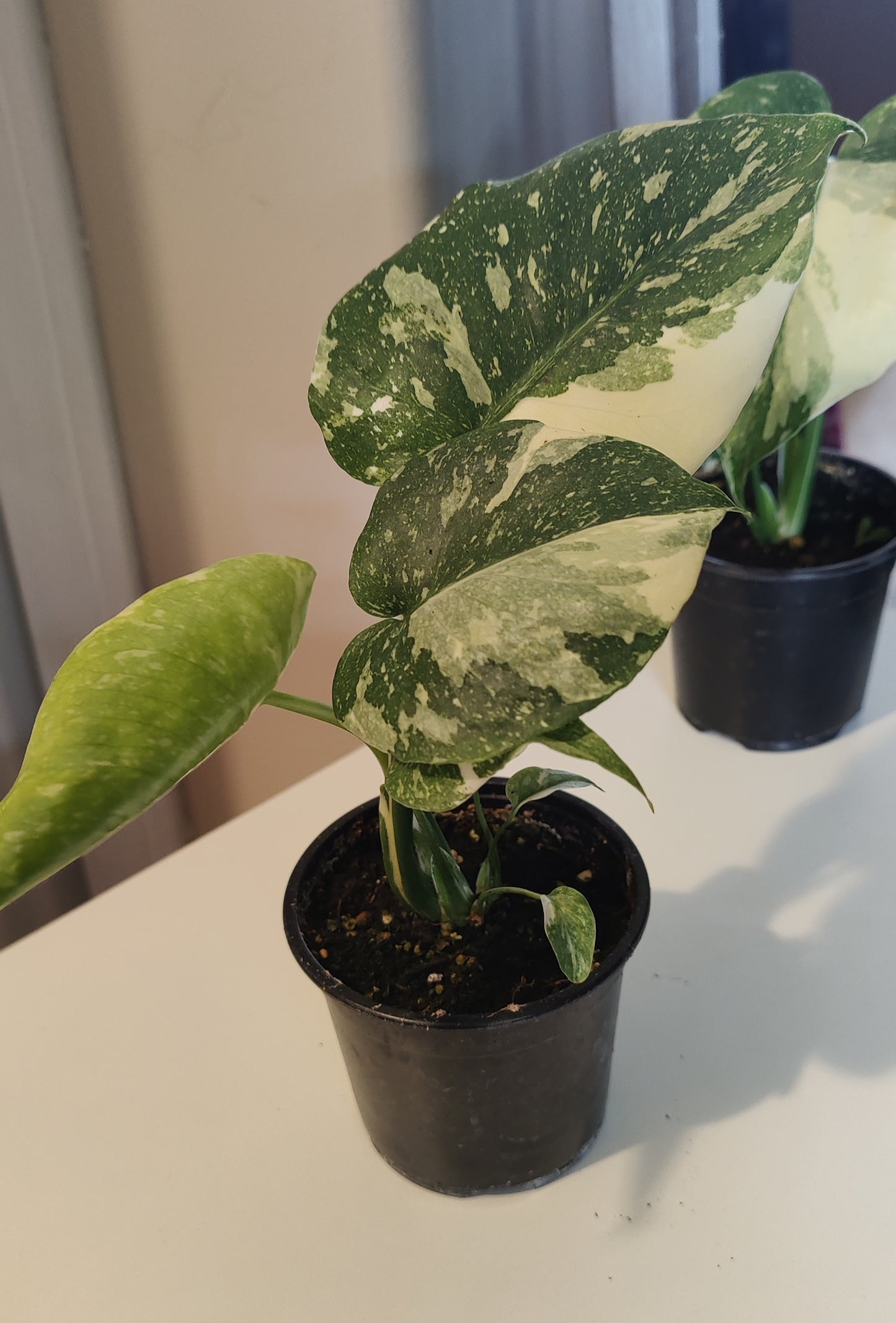 Monstera Thai Con