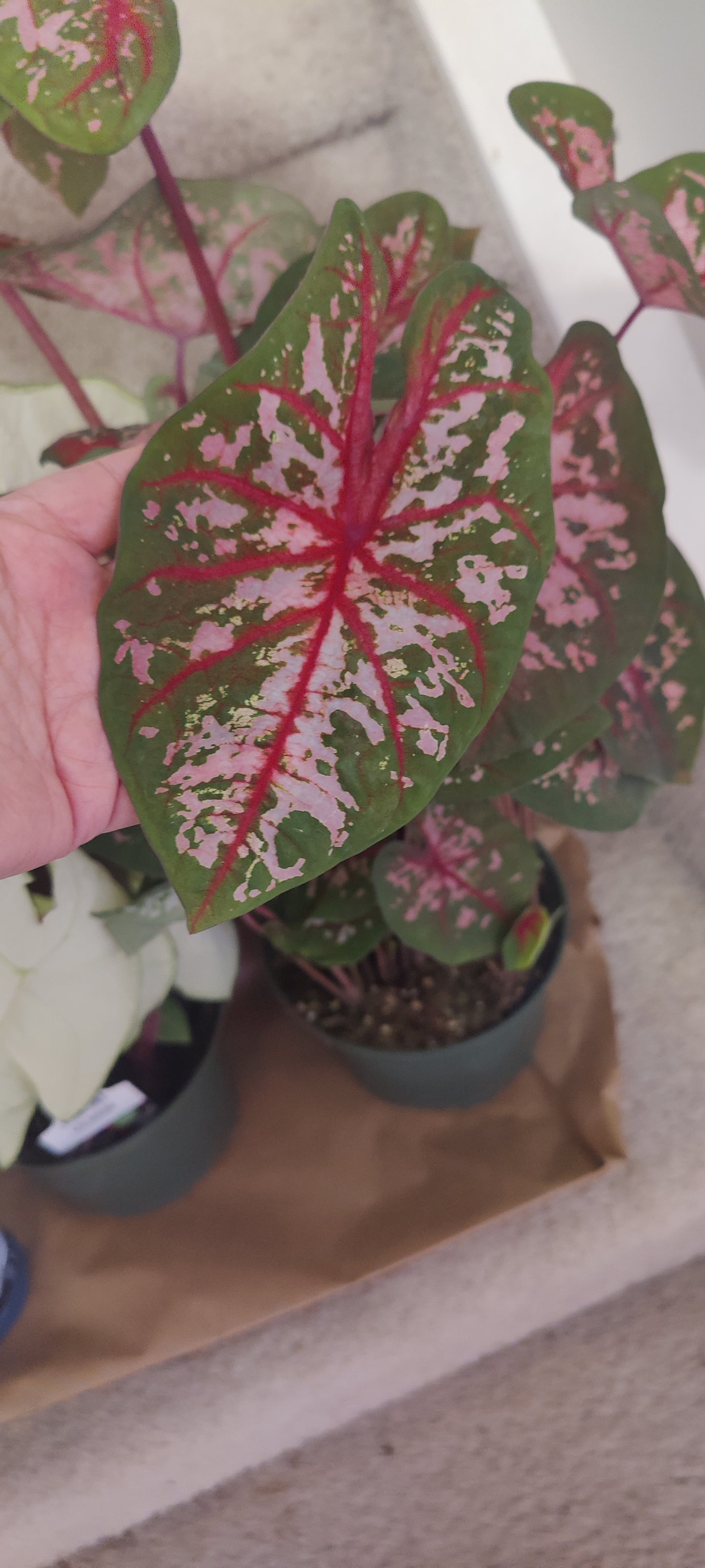 Caladium 6" Pot