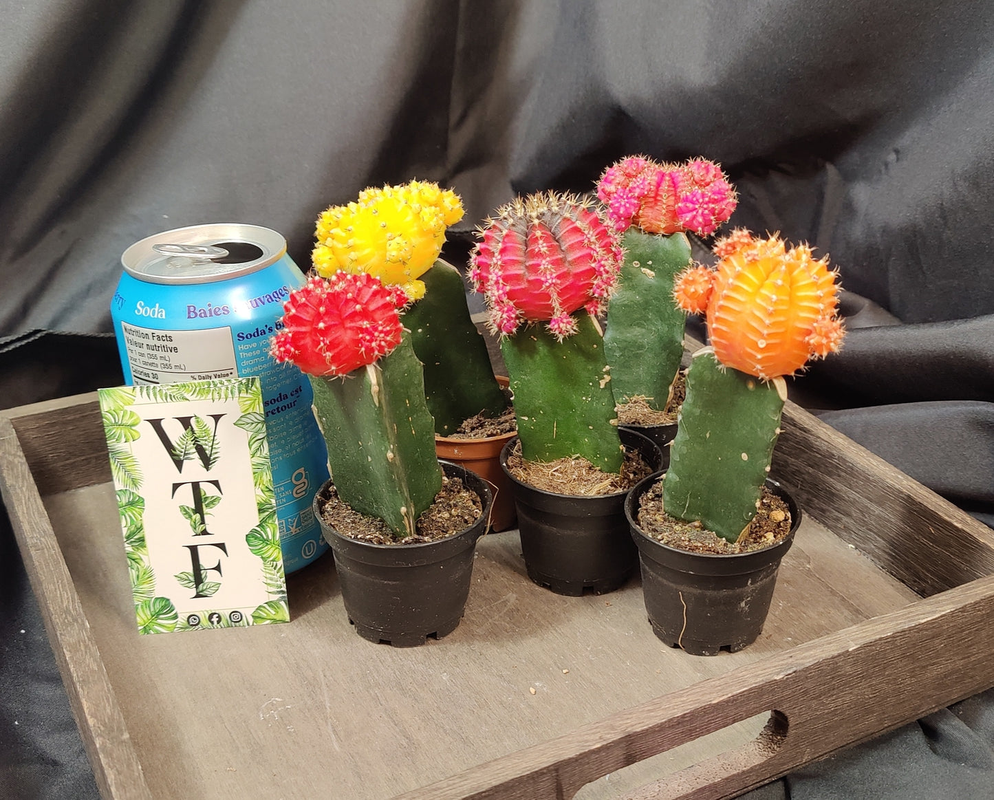 Grafted Cactus