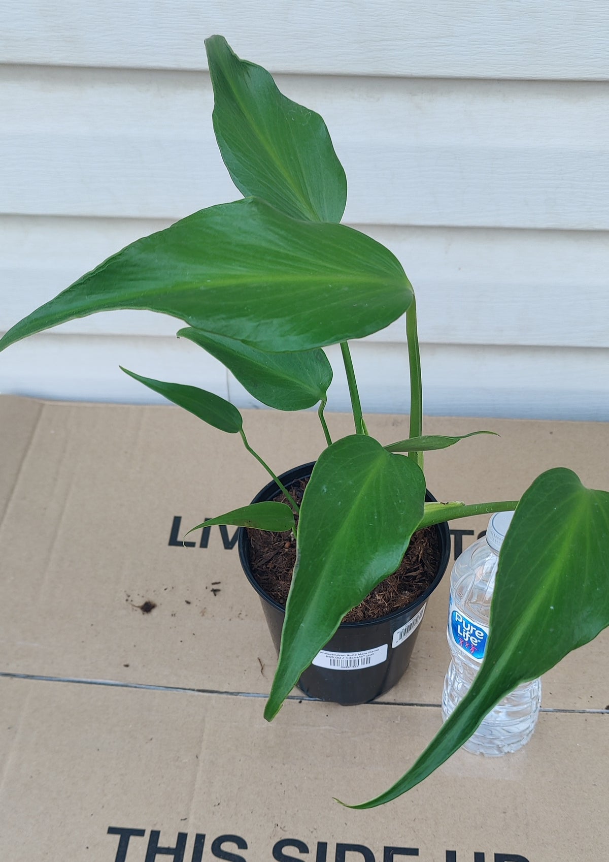 Philodendron Burle Marx Flame
