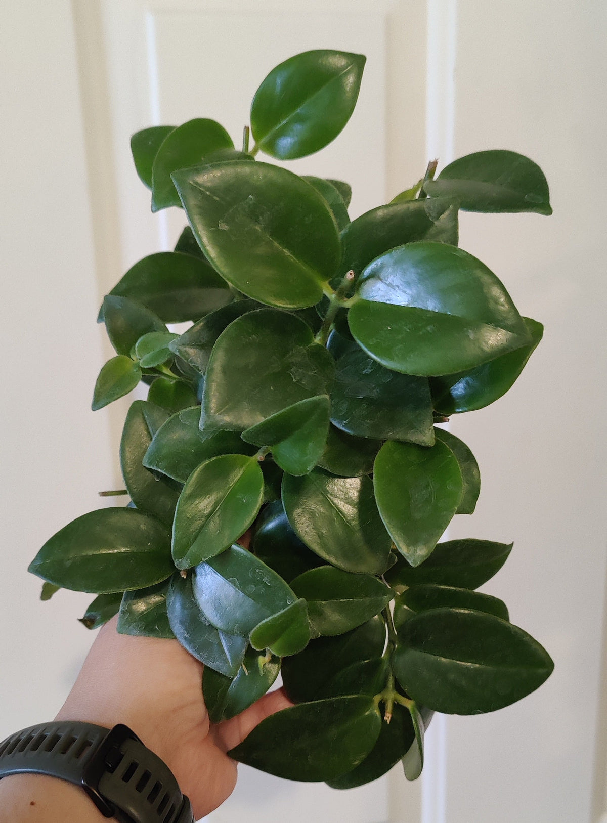 Aeschynanthus – Lipstick Plant