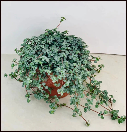 Pilea glauca ‘Blue Baby Tears’