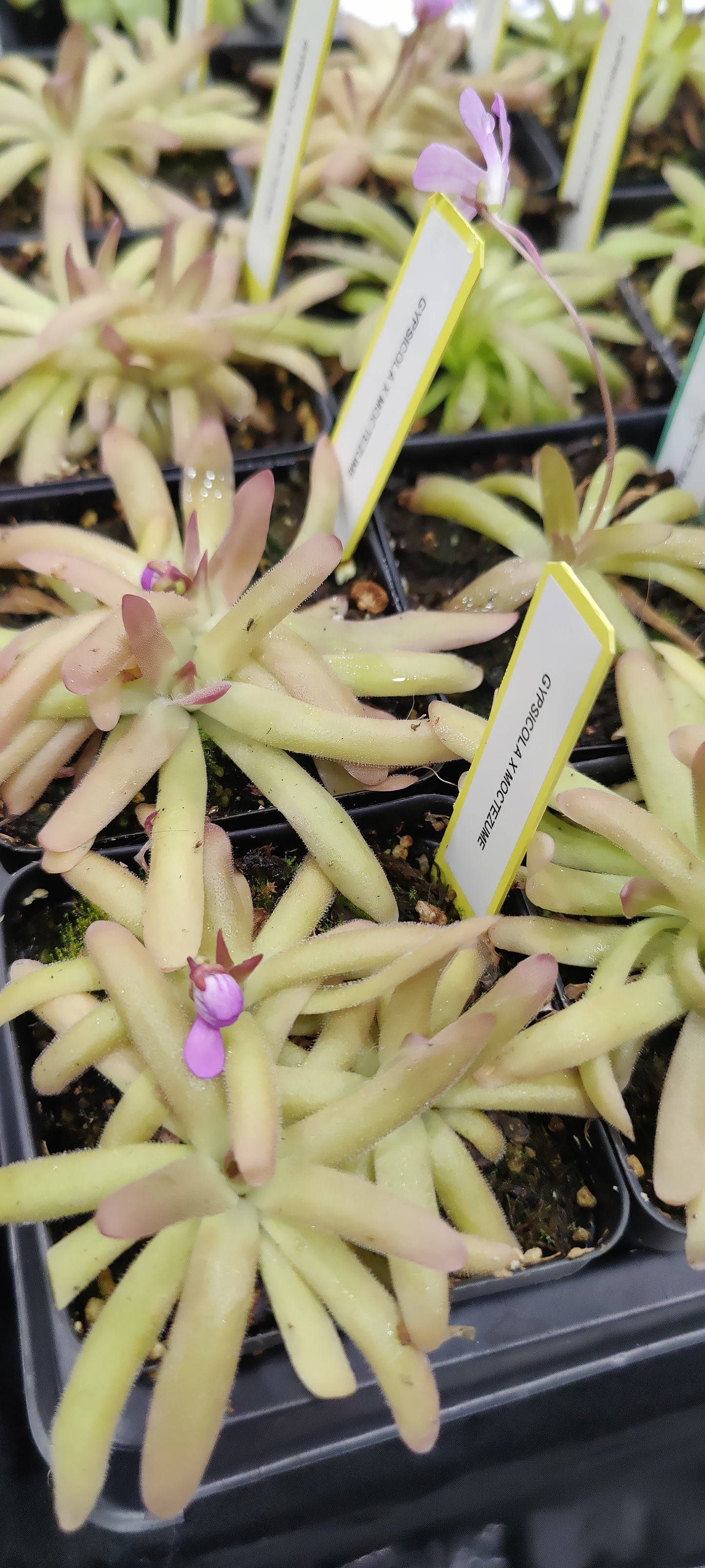 Butterwort